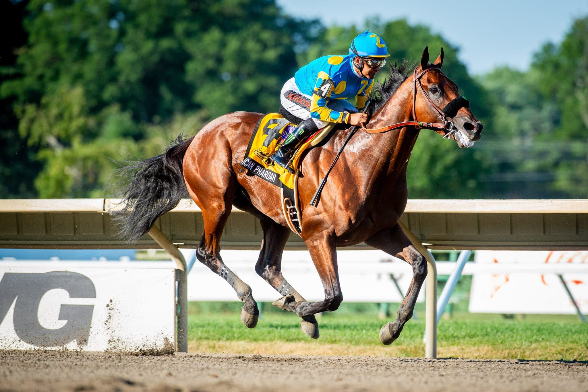 American Pharoah, Haskell Invitational — Racing photograph by Sharon Lee Chapman