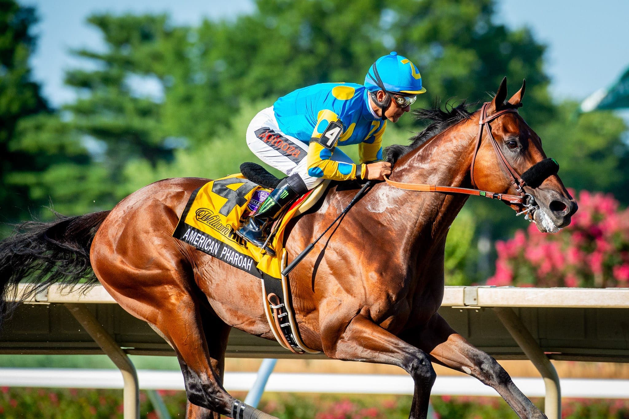 American Pharoah, Haskell Invitational — Racing photograph by Sharon Lee Chapman