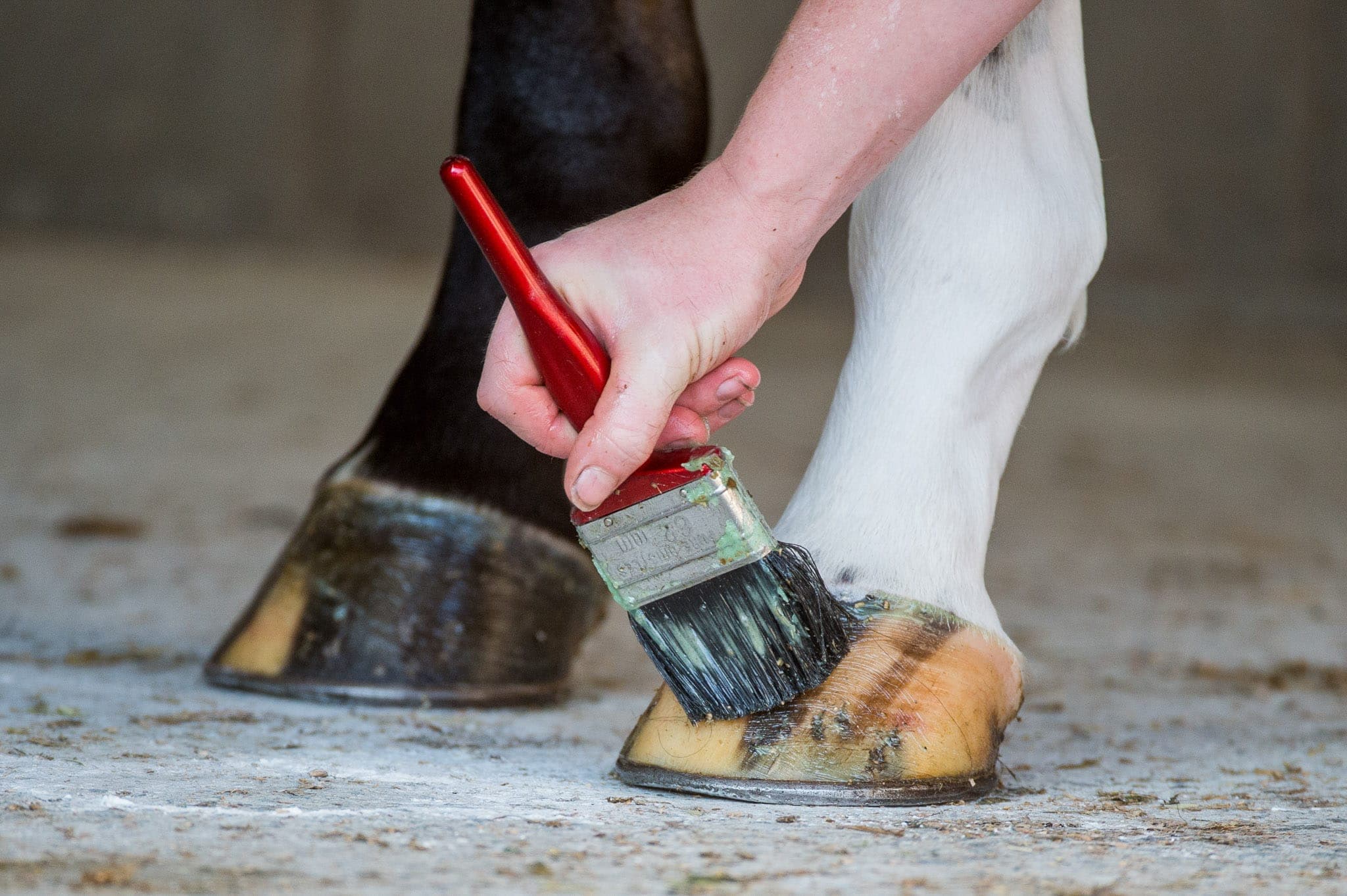 Hooves — Sales photograph by Sharon Lee Chapman