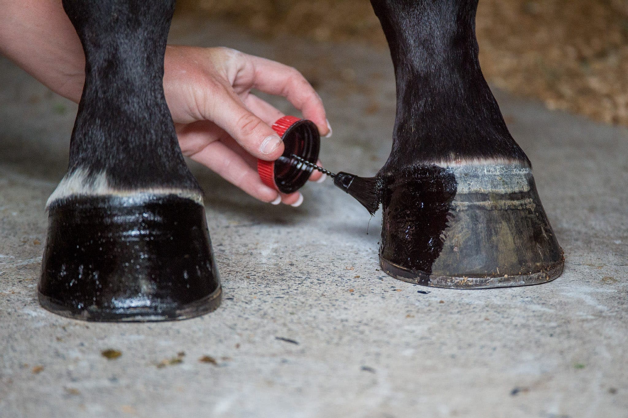 Hooves — Sales photograph by Sharon Lee Chapman