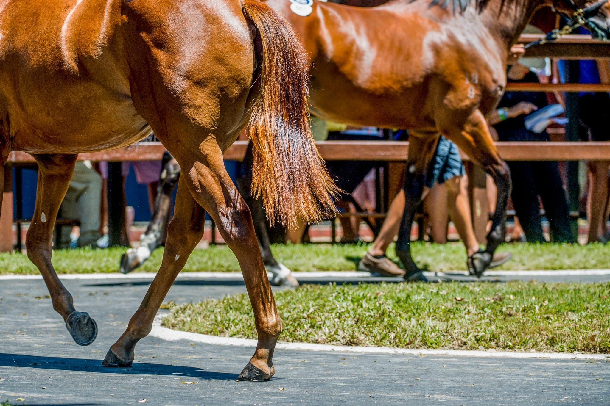 Hooves — Sales photograph by Sharon Lee Chapman