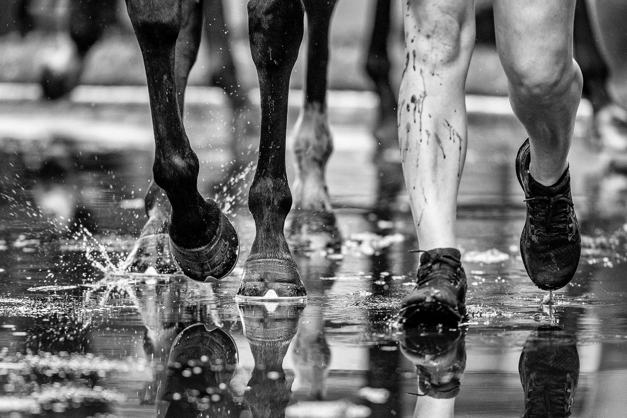 Hooves — Sales photograph by Sharon Lee Chapman