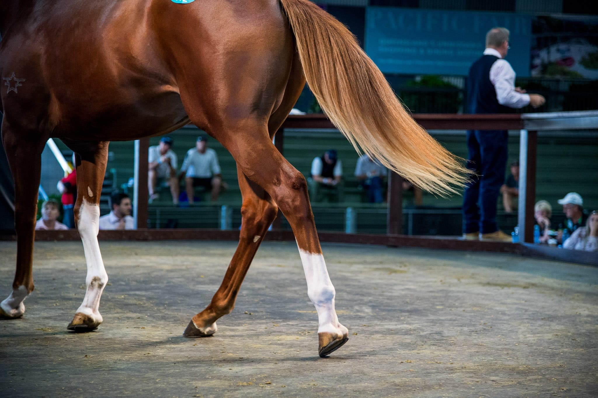 Hooves — Sales photograph by Sharon Lee Chapman