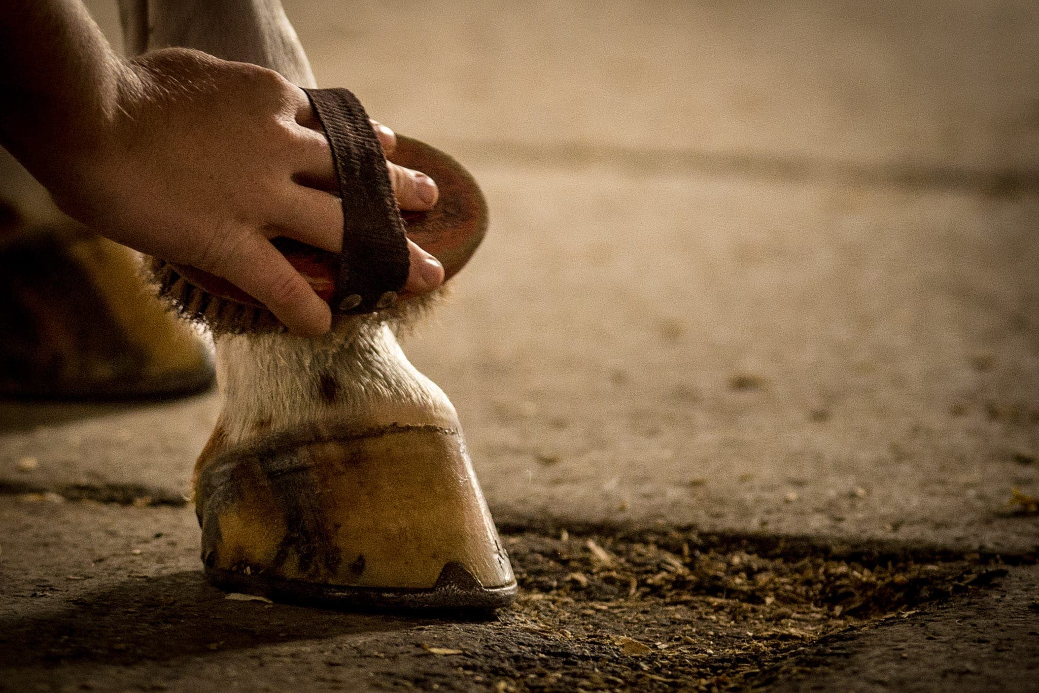 Hooves — Sales photograph by Sharon Lee Chapman