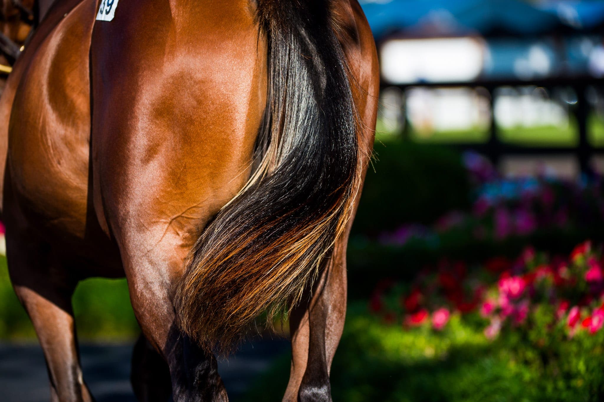 Horse Tail — Sales photograph by Sharon Lee Chapman