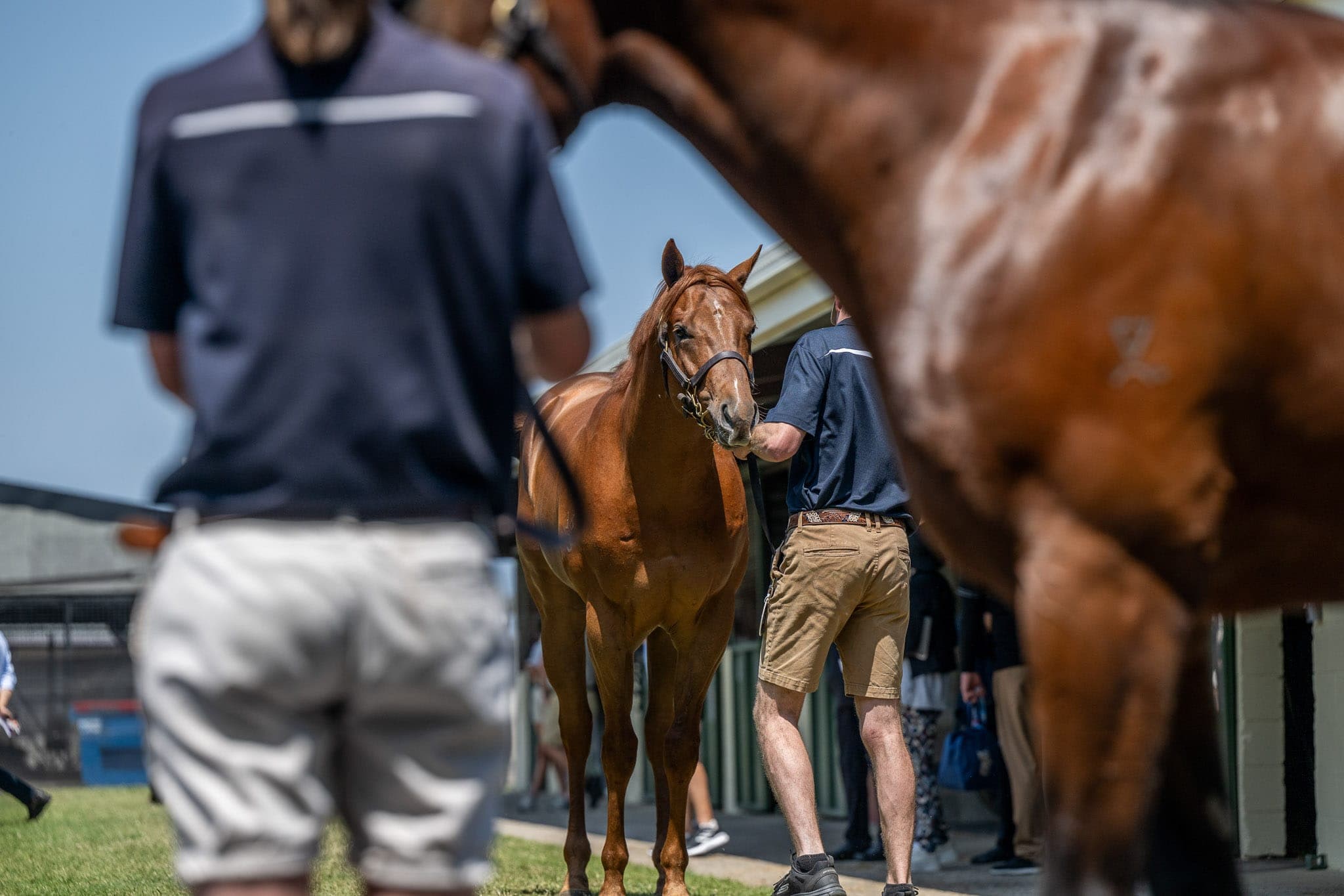 Inspections, MM — Sales photograph by Sharon Lee Chapman