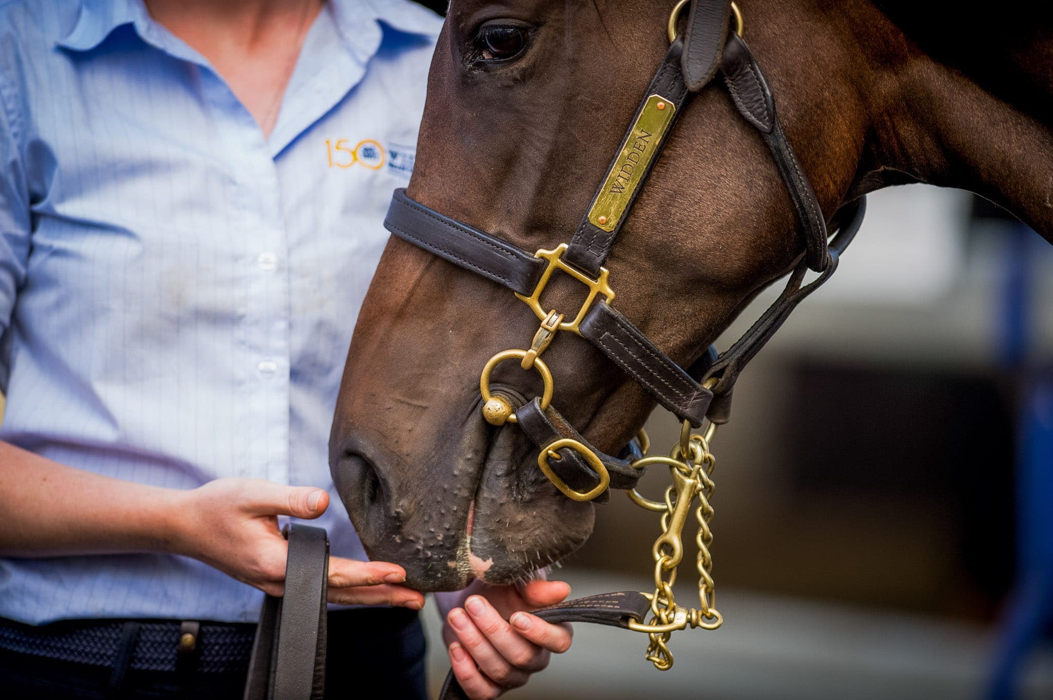 Inspections, Sale — Sales photograph by Sharon Lee Chapman