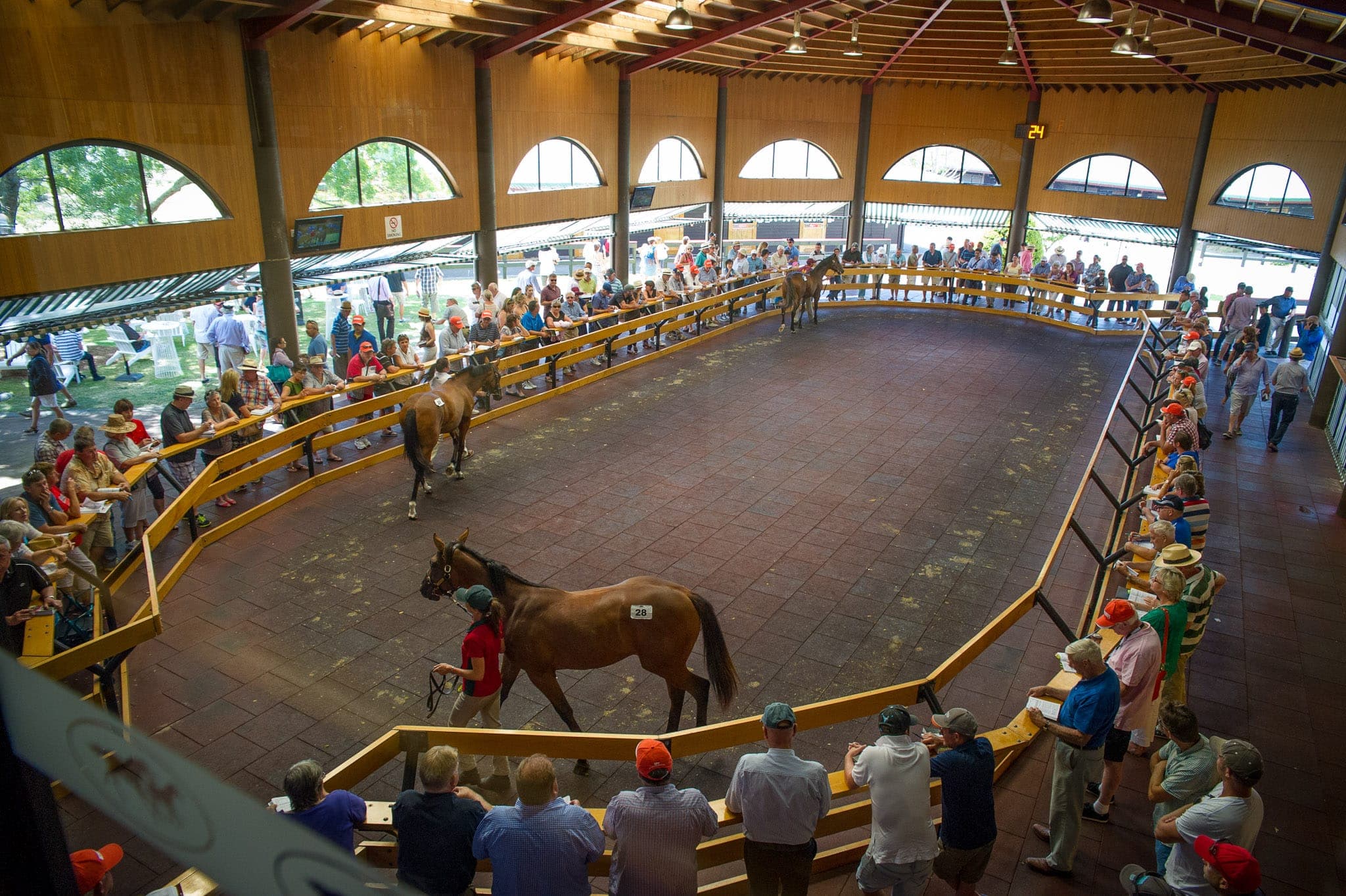 Karaka — Sales photograph by Sharon Lee Chapman