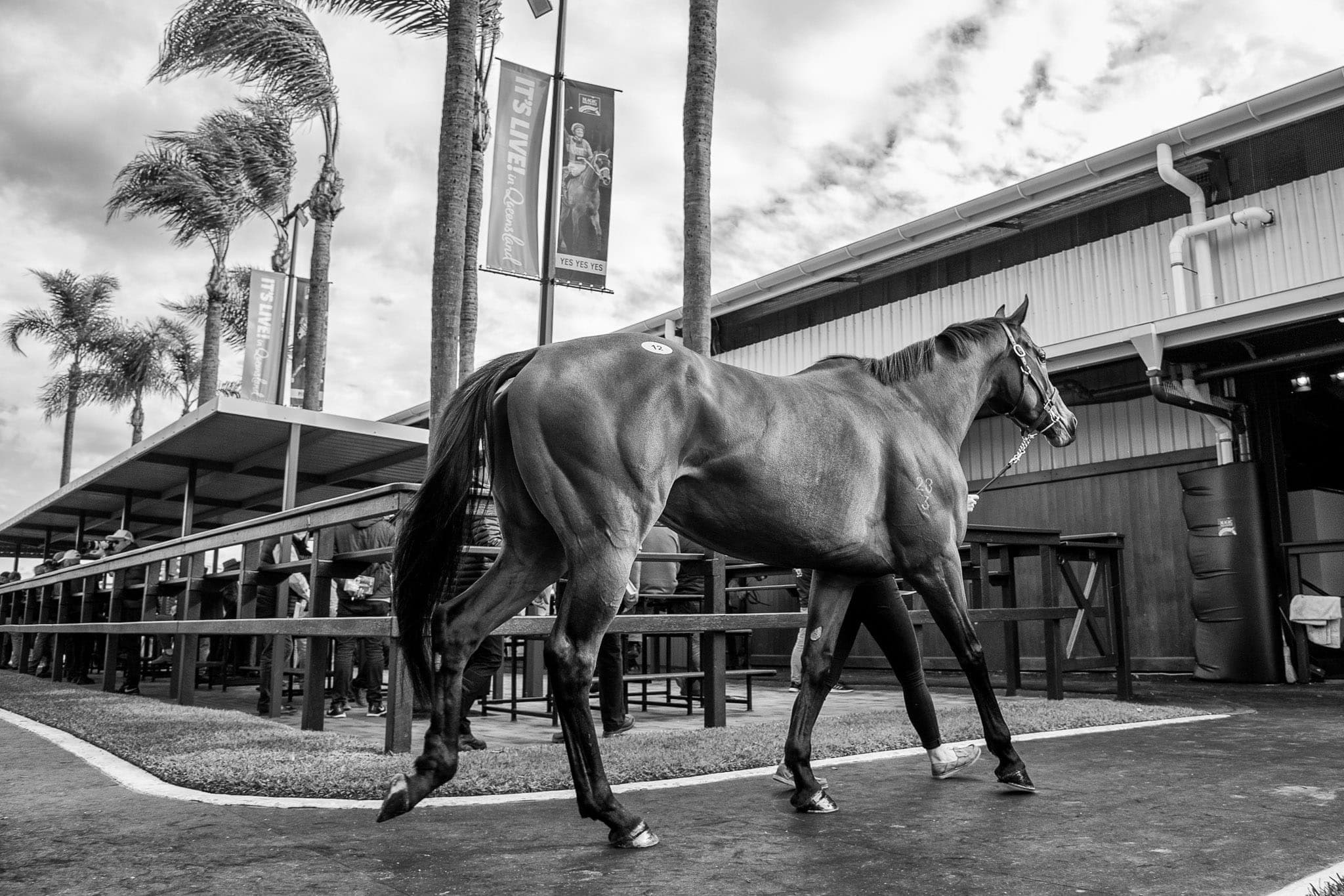 Lot 12, Invincibella — Sales photograph by Sharon Lee Chapman