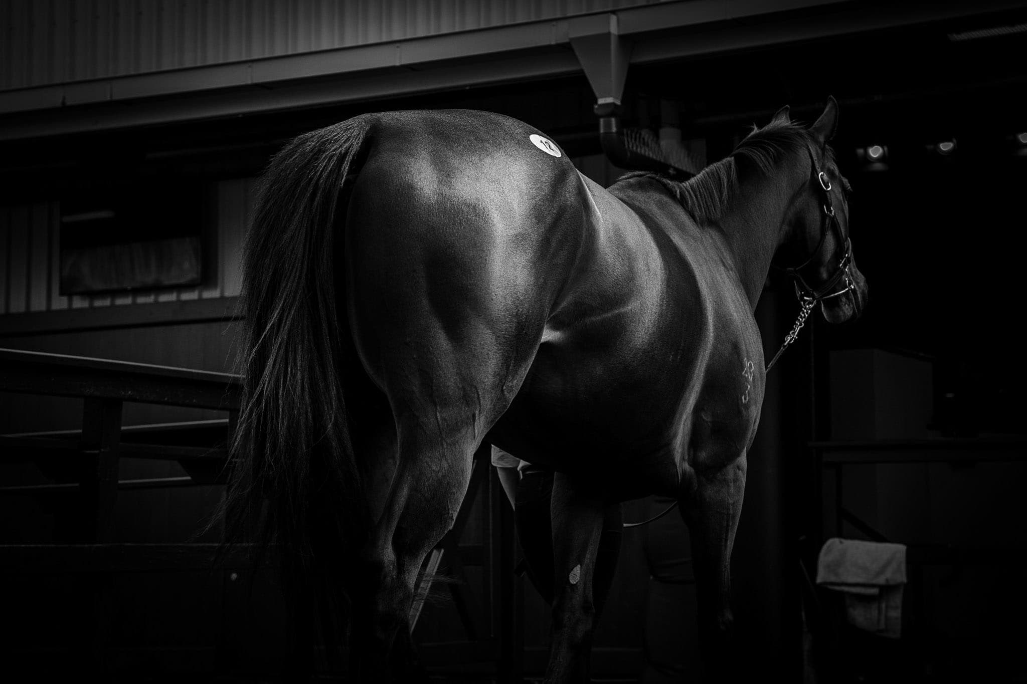 Lot 12, Invincibella — Sales photograph by Sharon Lee Chapman