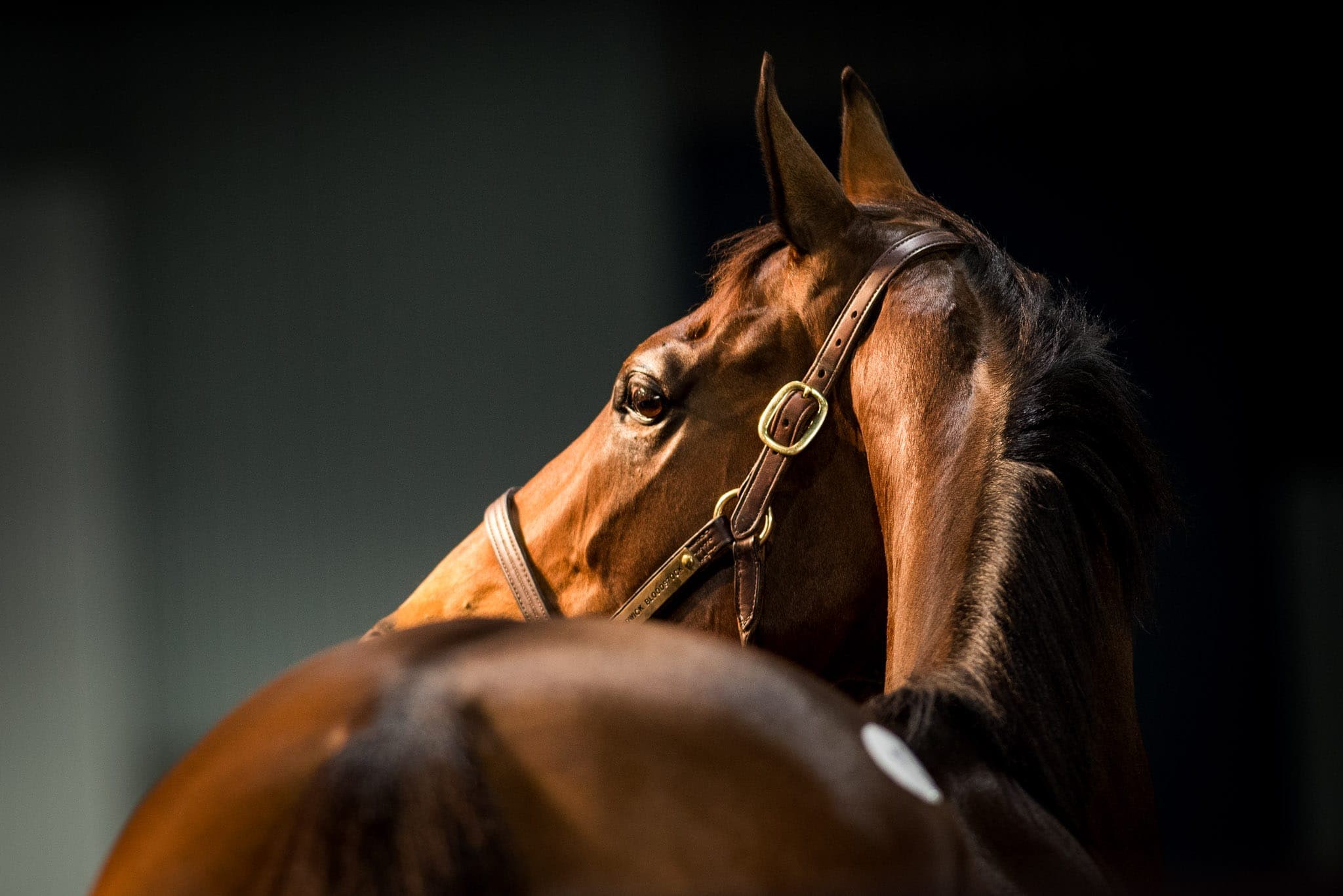 Lot 12, Invincibella — Sales photograph by Sharon Lee Chapman