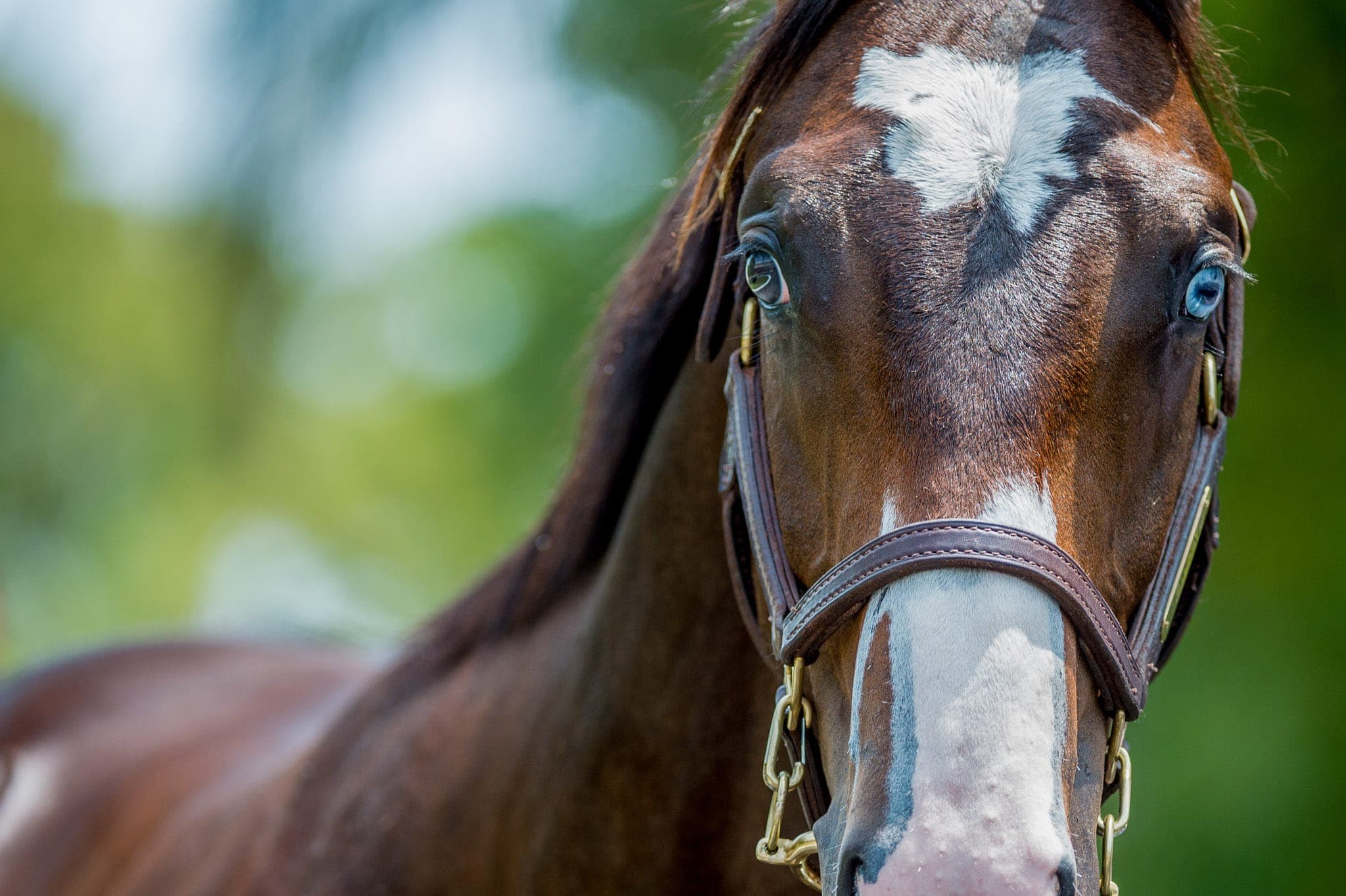 Lot 18, Capitalist x Vezalay — Sales photograph by Sharon Lee Chapman