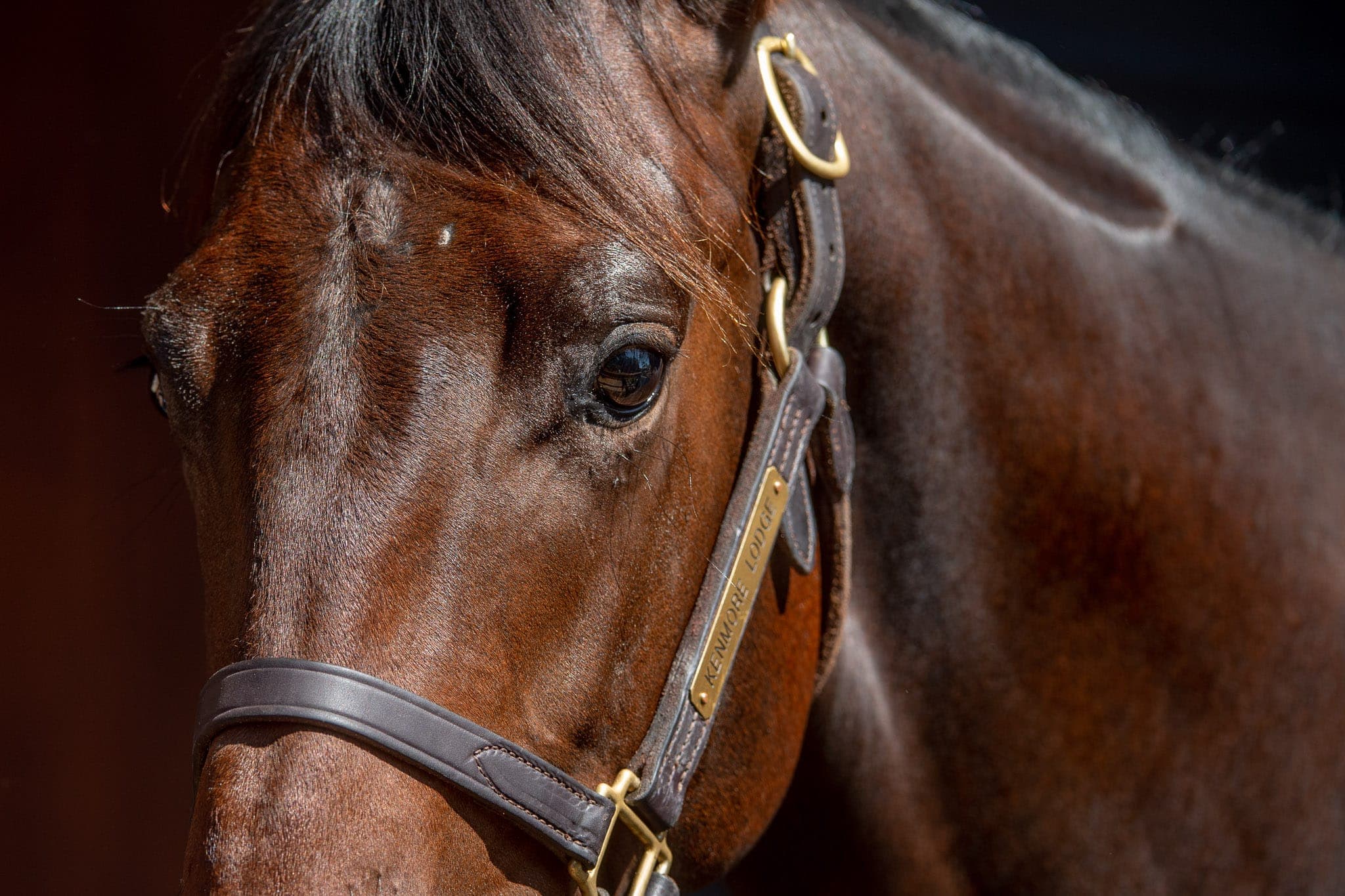 Lot 226, Spirit of Boom x Now You See — Sales photograph by Sharon Lee Chapman