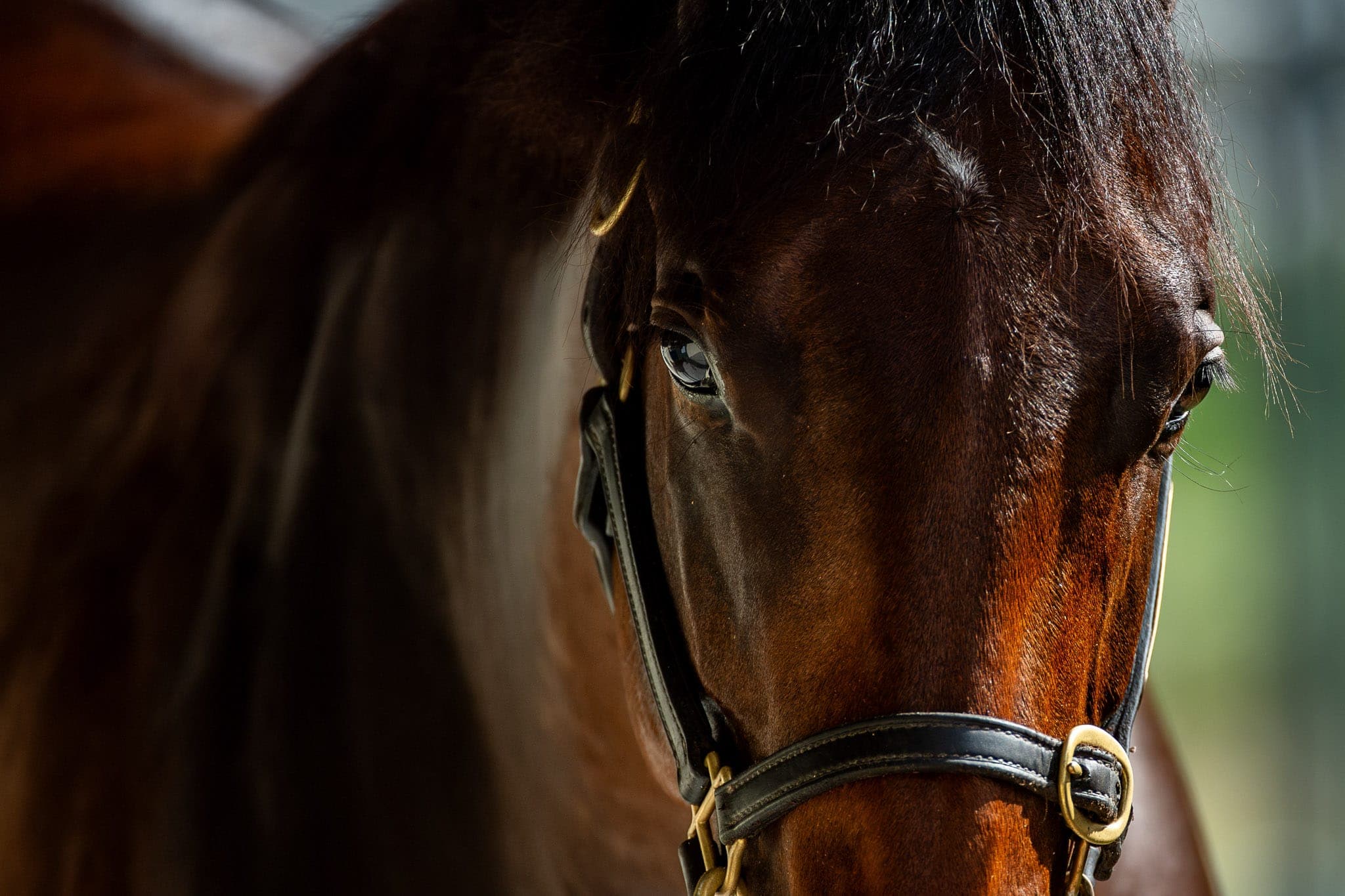 Lot 406, Pierata x Ahbelle — Sales photograph by Sharon Lee Chapman