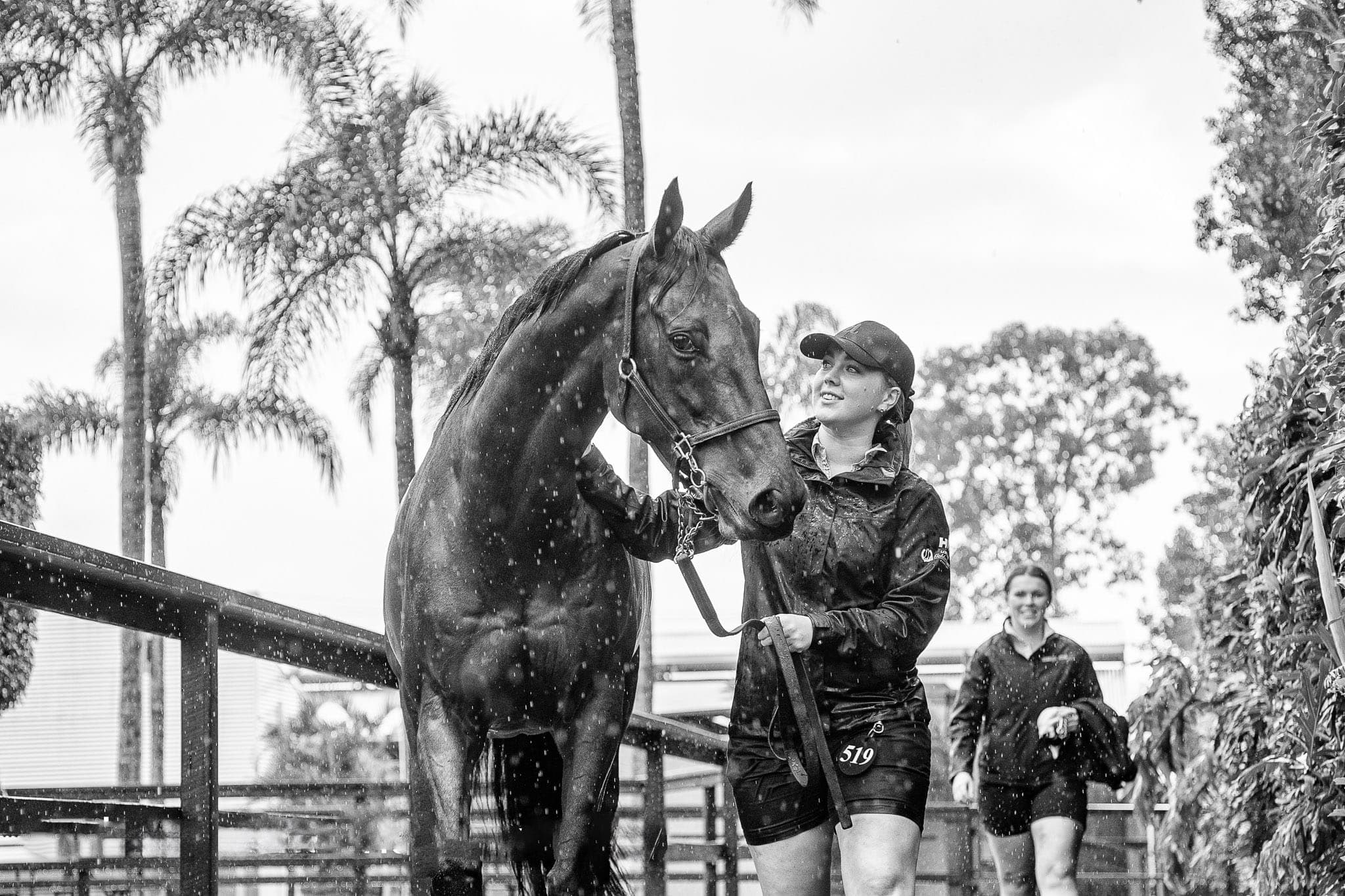 Lot 519, She's Ideel — Sales photograph by Sharon Lee Chapman