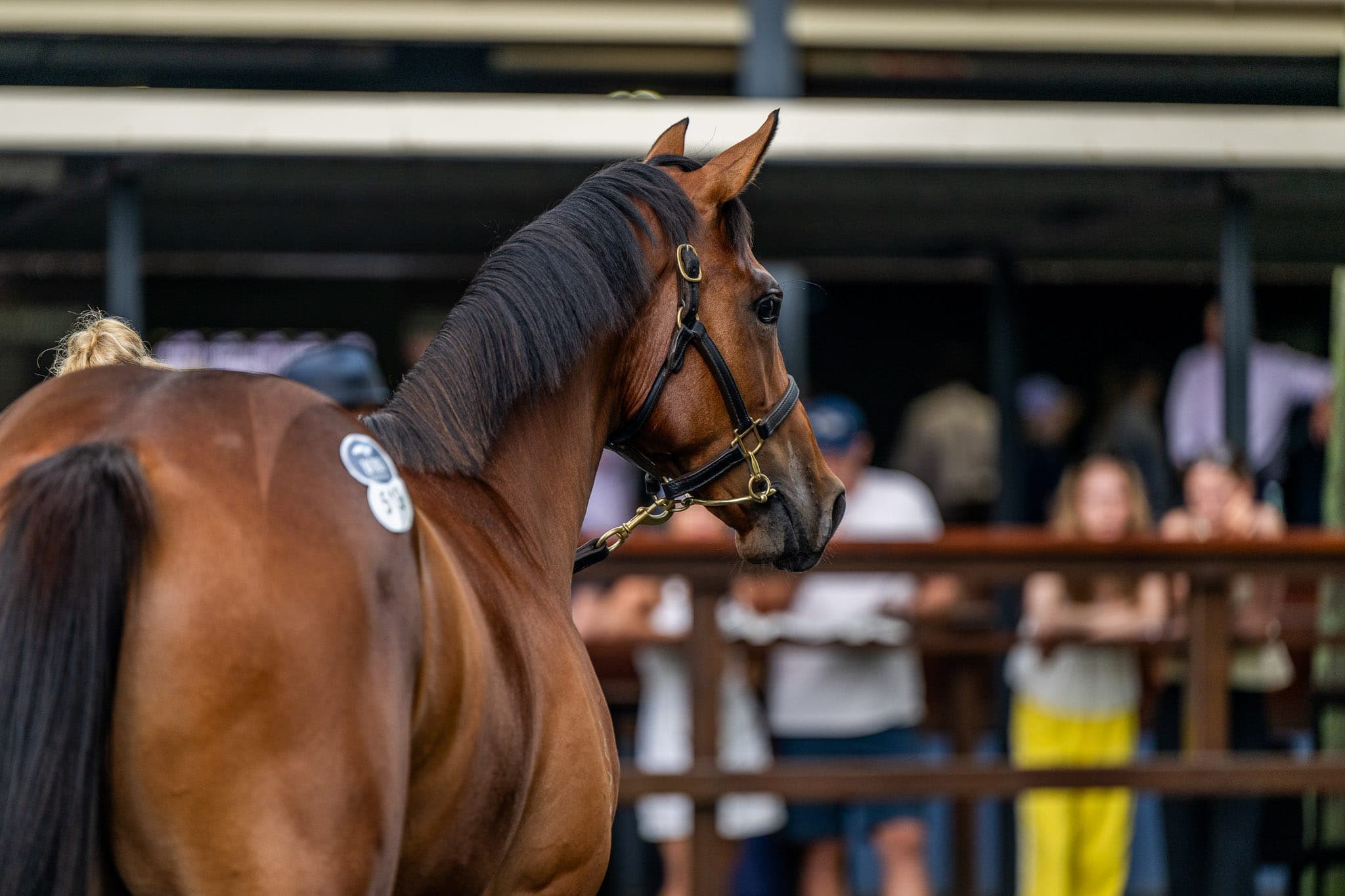 Lot 519, Street Boss x Invincible Jewel — Sales photograph by Sharon Lee Chapman