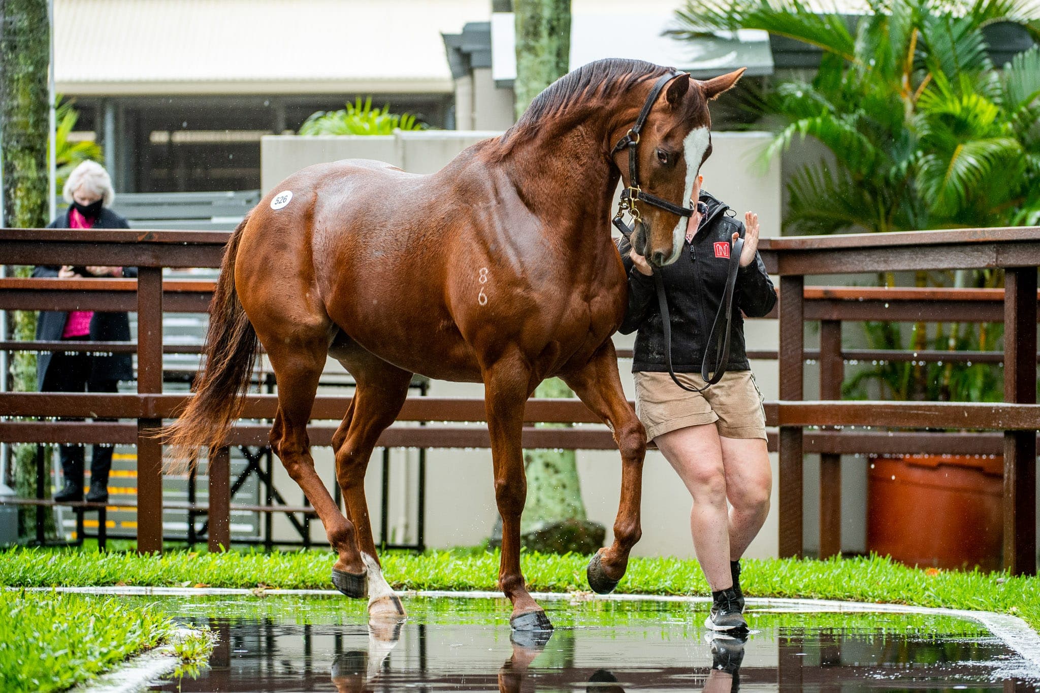 Lot 526, Still A Star — Sales photograph by Sharon Lee Chapman
