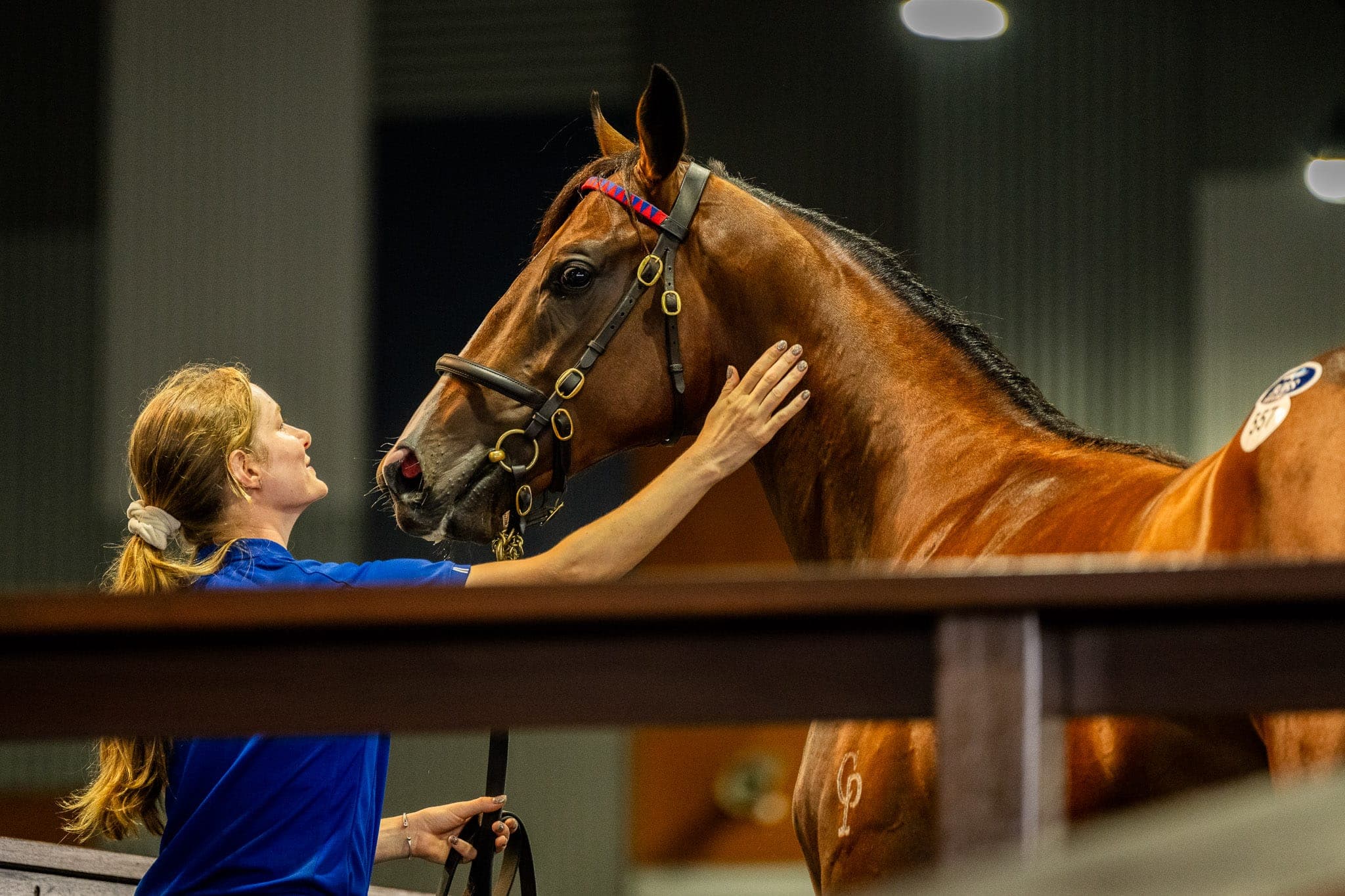 Lot 557, Exceedance x Keena — Sales photograph by Sharon Lee Chapman