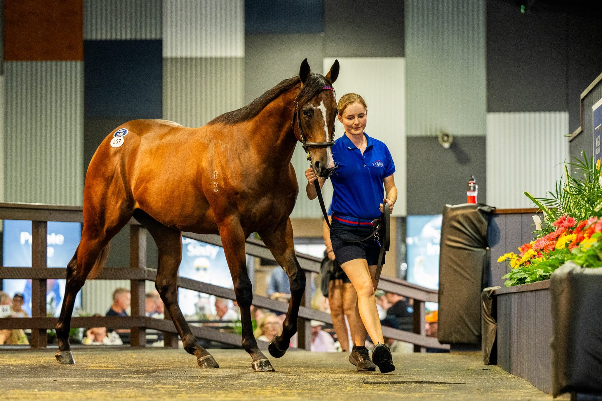 Lot 557, Exceedance x Keena — Sales photograph by Sharon Lee Chapman