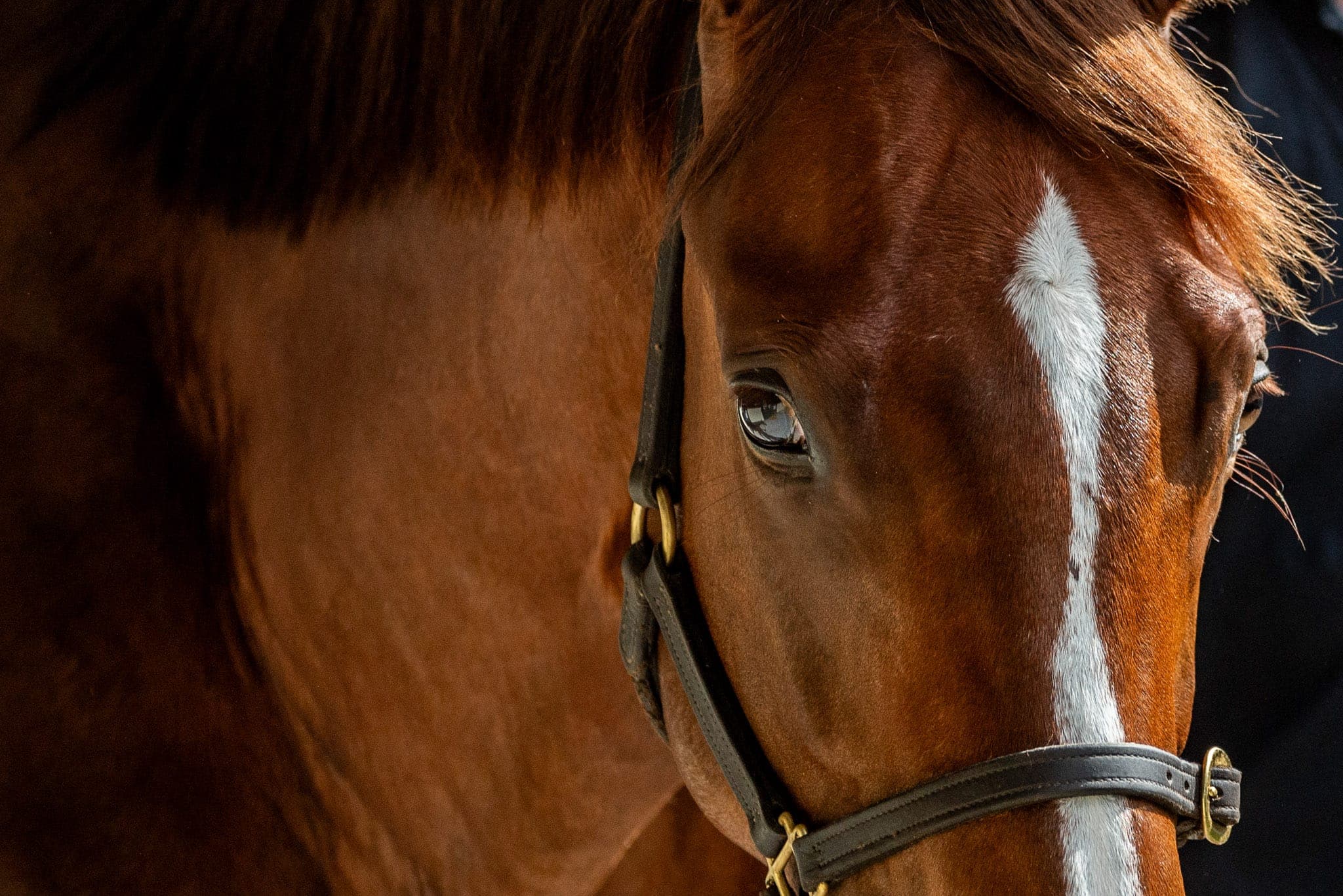 Lot 577, Capitalist x Derelique — Sales photograph by Sharon Lee Chapman