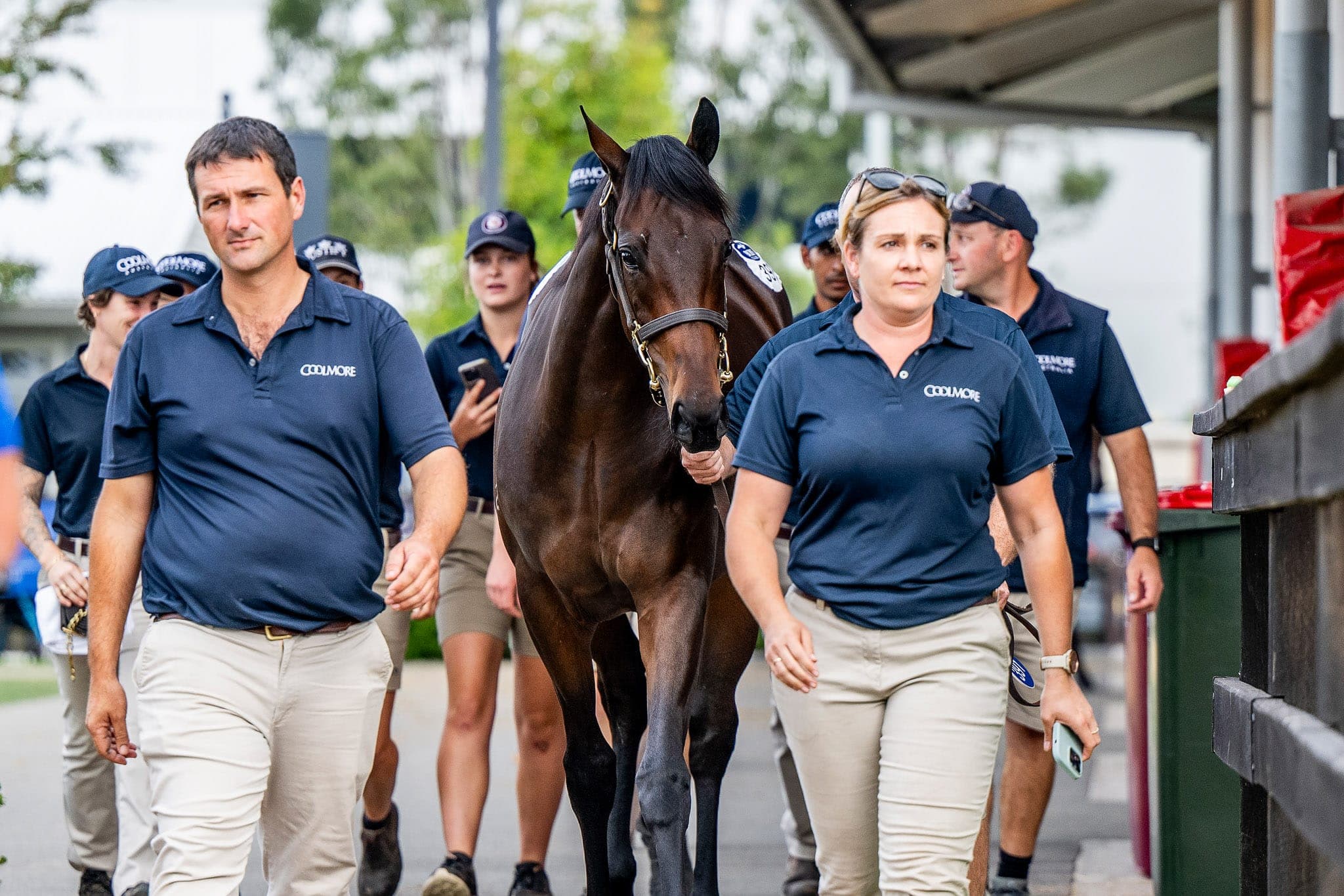 Pierro x Winx, Filly, Inglis — Sales photograph by Sharon Lee Chapman
