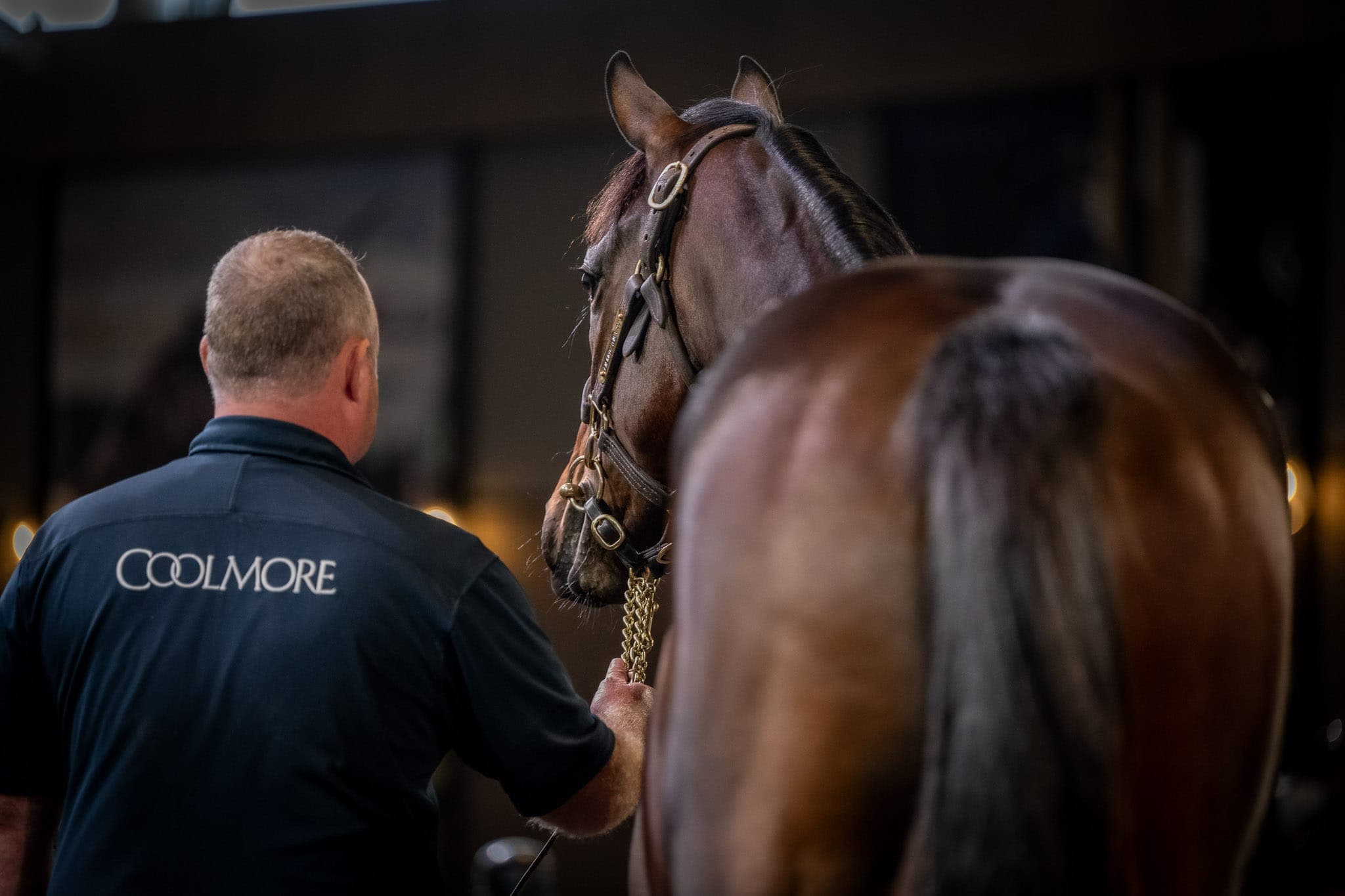 Pierro x Winx, Filly, Inglis — Sales photograph by Sharon Lee Chapman