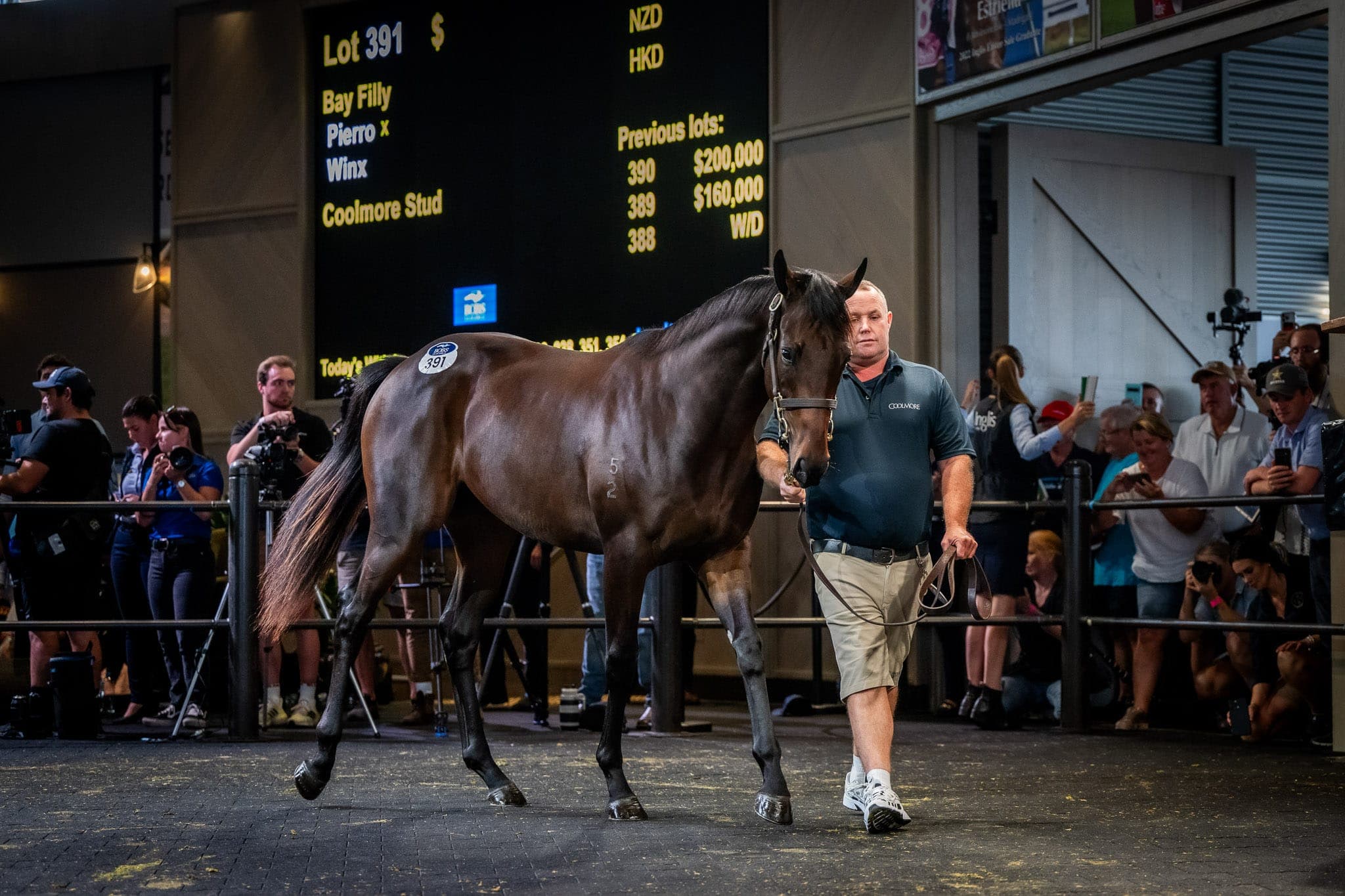 Pierro x Winx, Filly, Inglis — Sales photograph by Sharon Lee Chapman