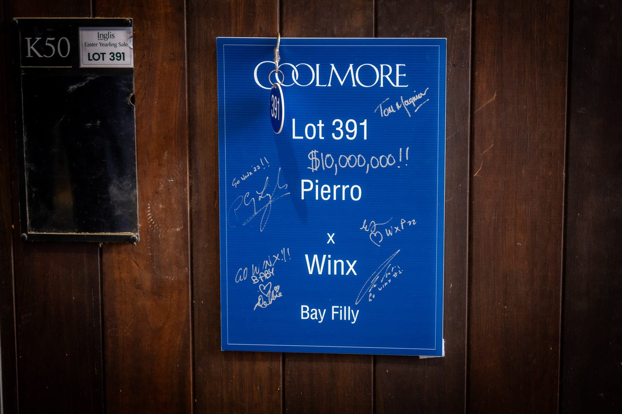 Pierro x Winx, Filly, Inglis — Sales photograph by Sharon Lee Chapman
