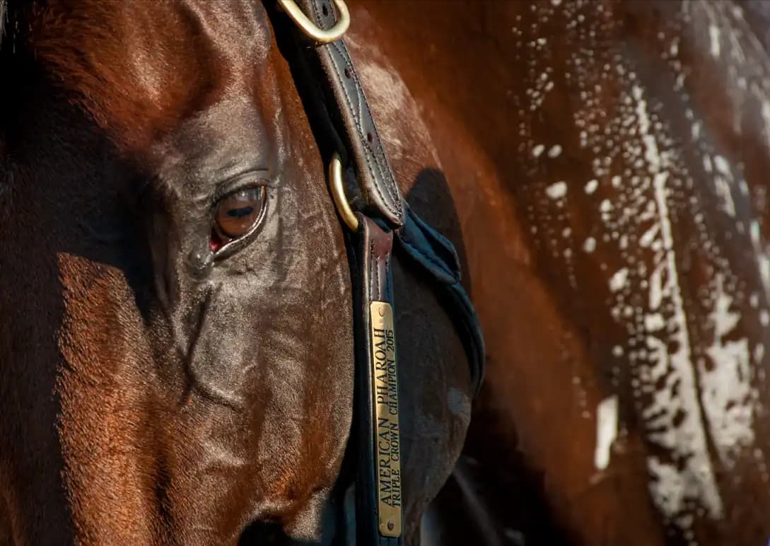 American Pharoah