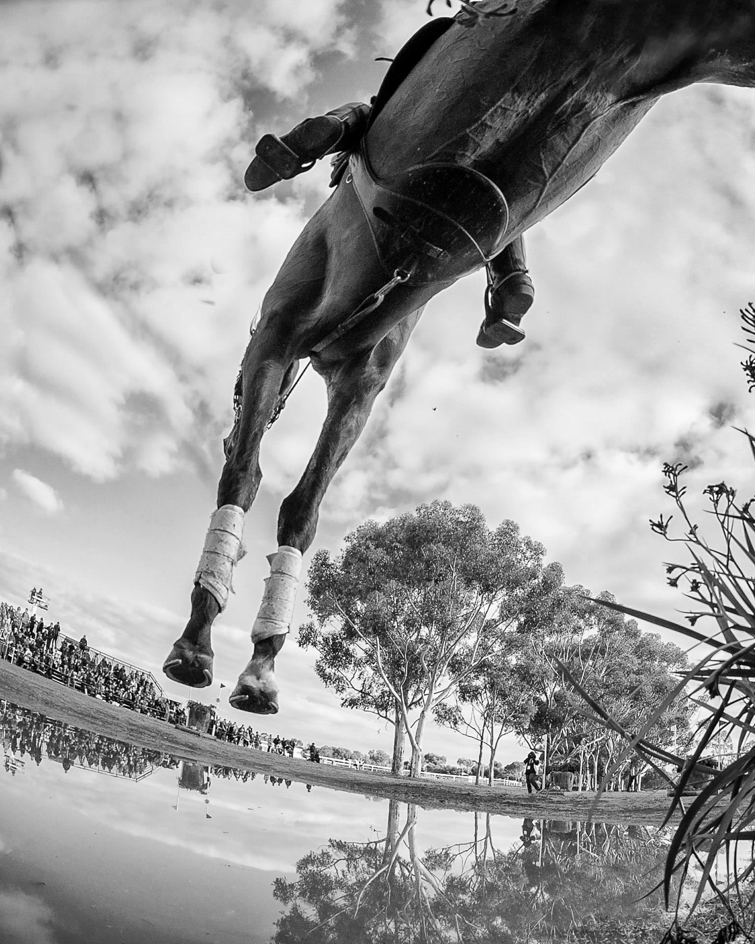 Equestrian, Cross Country II — equine photograph by Sharon Lee Chapman
