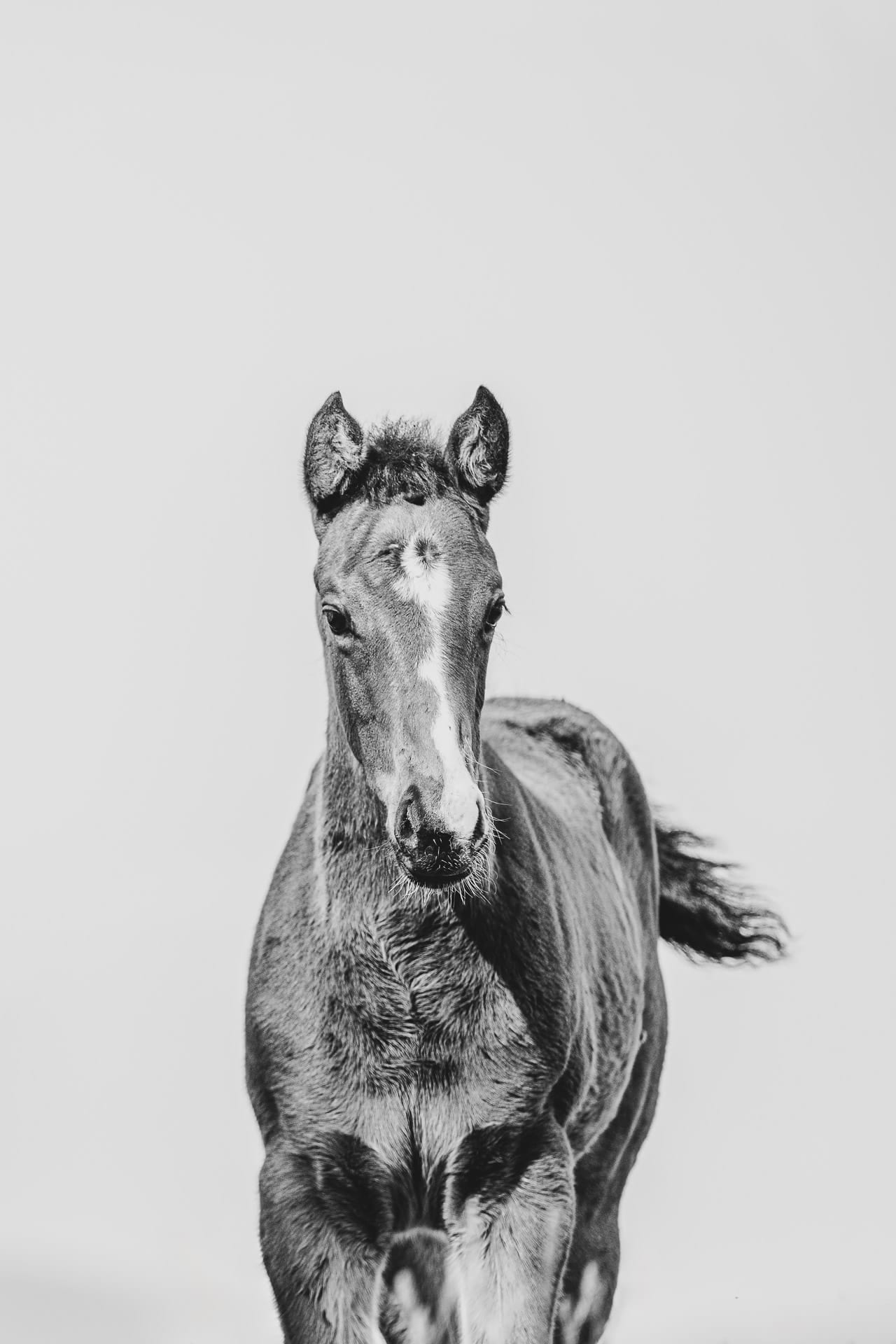 FOAL — equine photograph by Sharon Lee Chapman