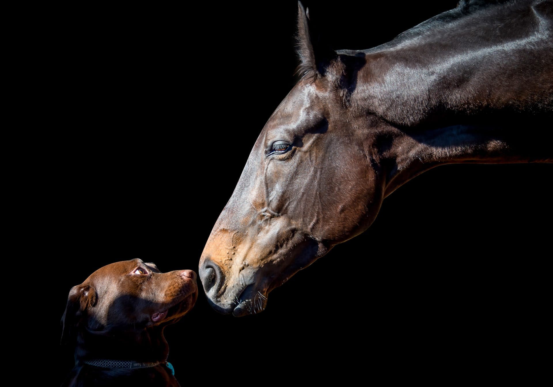 Horse Portrait, Horse & Canine — equine photograph by Sharon Lee Chapman