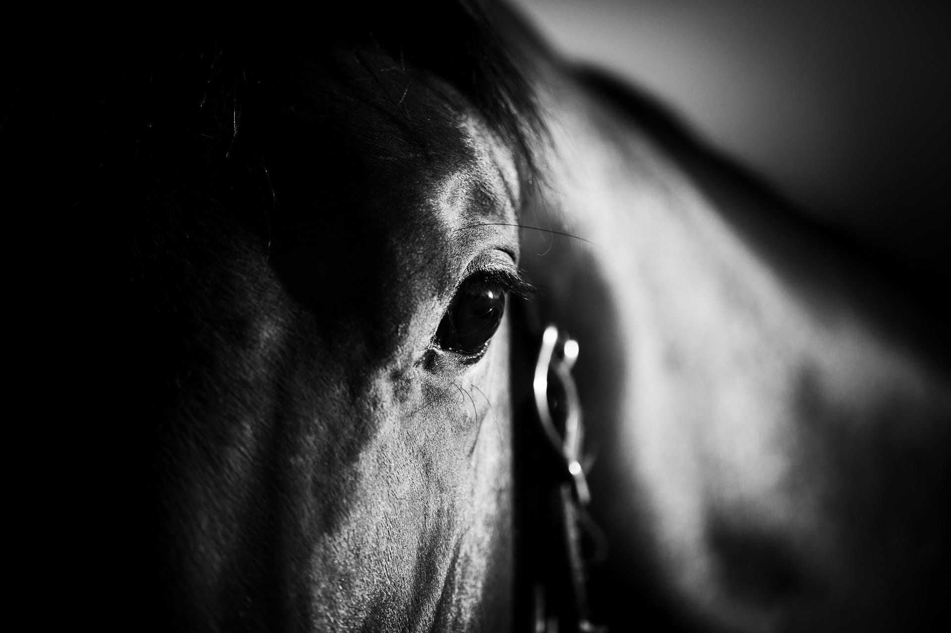 Horse Portrait, Horse Eye I — equine photograph by Sharon Lee Chapman