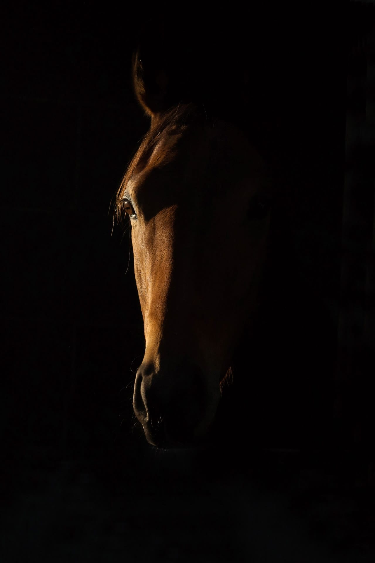 Horse Portrait, Horse Eye II — equine photograph by Sharon Lee Chapman