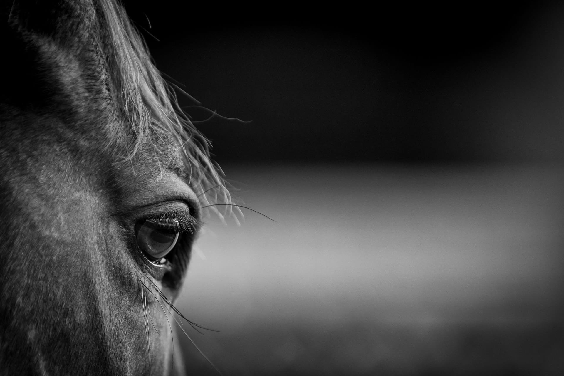Horse Portrait, Horse Eye III — equine photograph by Sharon Lee Chapman