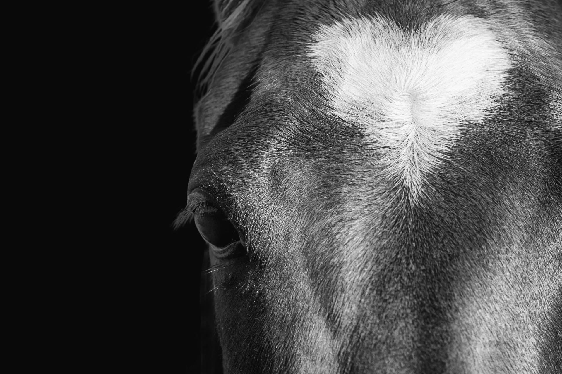 Horse Portrait, Lankan Rupee — equine photograph by Sharon Lee Chapman