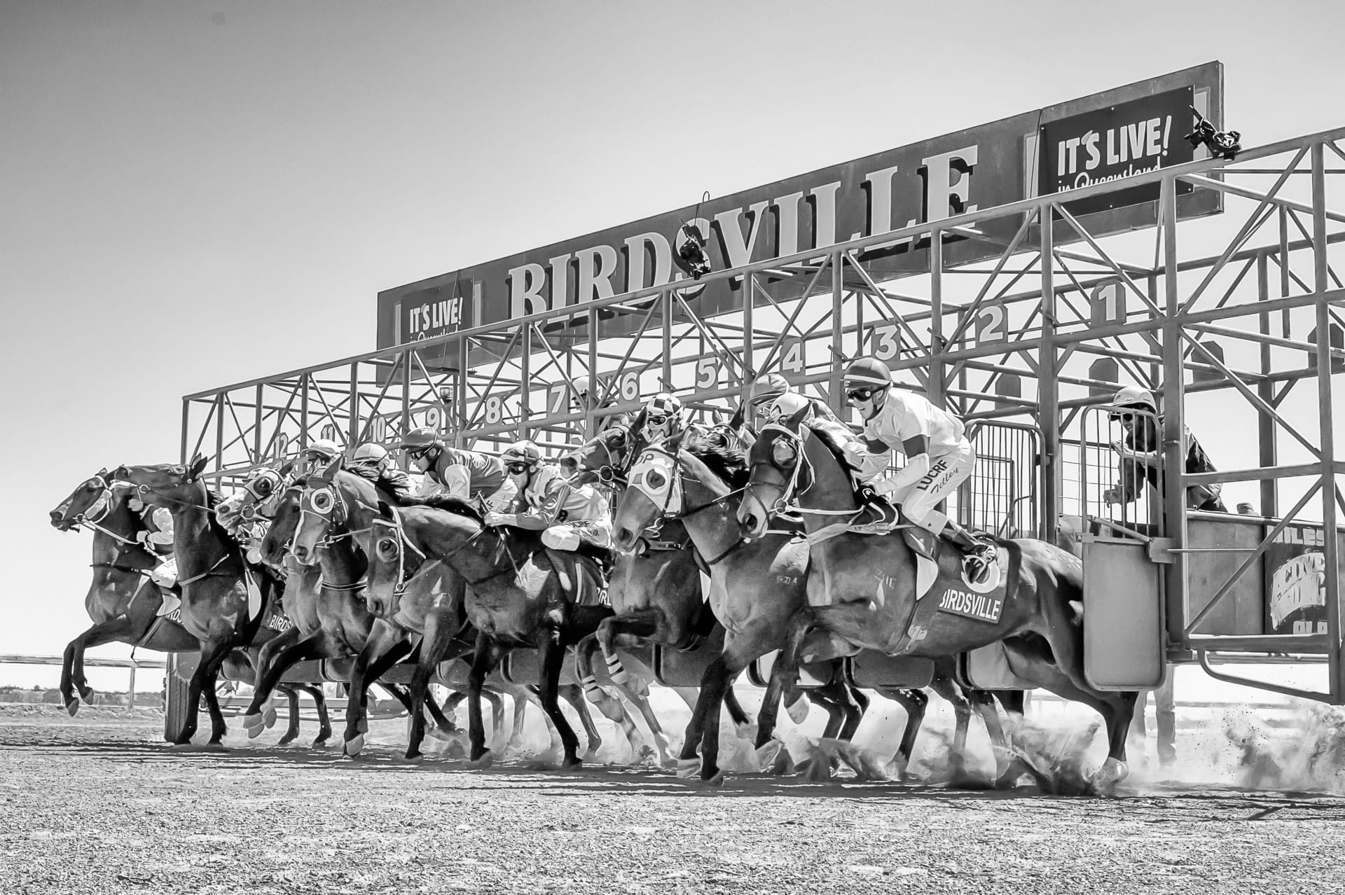 Racing, Birdsville, And They're Off — equine photograph by Sharon Lee Chapman