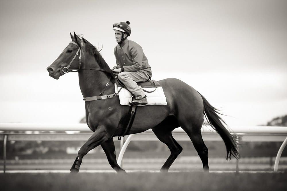 Racing, Black Caviar, Secret Trial — equine photograph by Sharon Lee Chapman