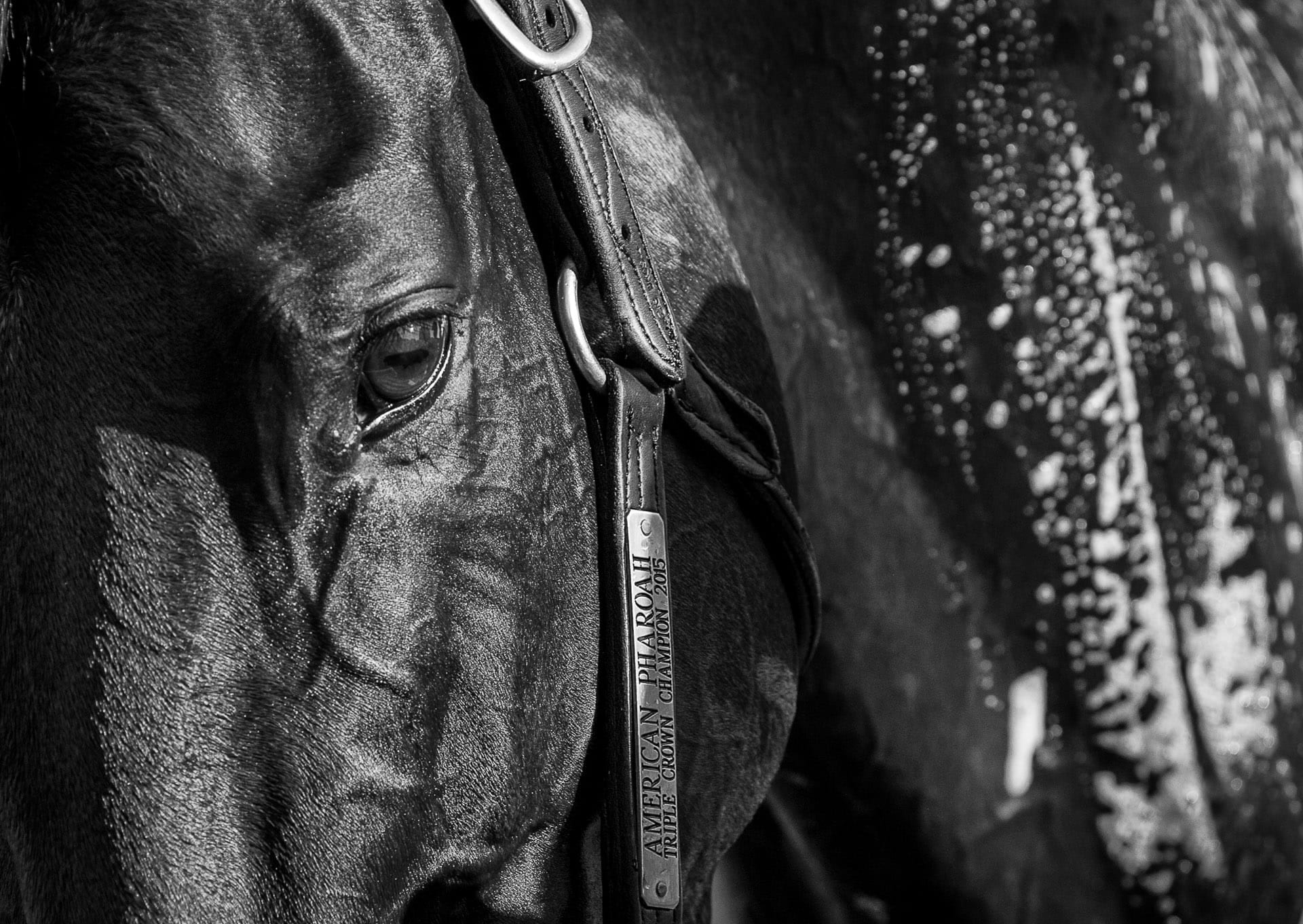Stallions, American Pharoah IV — equine photograph by Sharon Lee Chapman