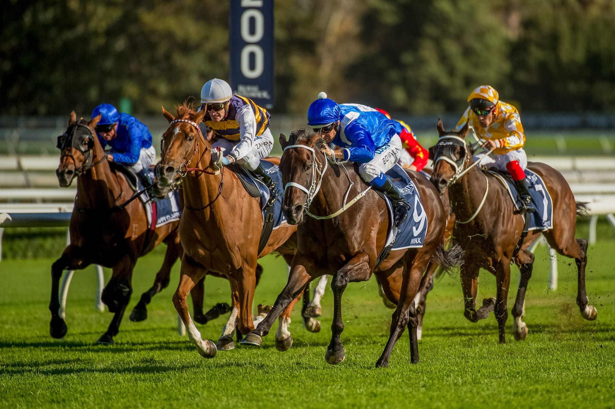 Winx, Queen Elizabeth, Colour III — equine photograph by Sharon Lee Chapman