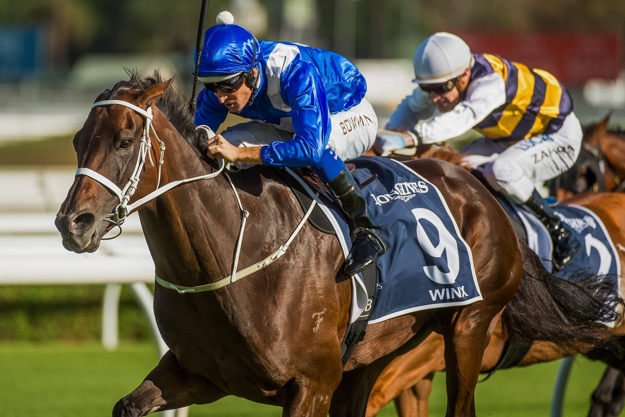 Winx, Queen Elizabeth, Colour IV — equine photograph by Sharon Lee Chapman