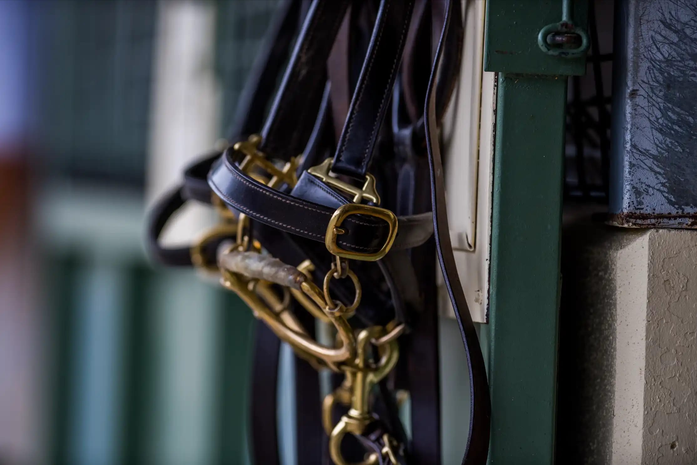 General, Halters — equine fine art photograph by Sharon Lee Chapman