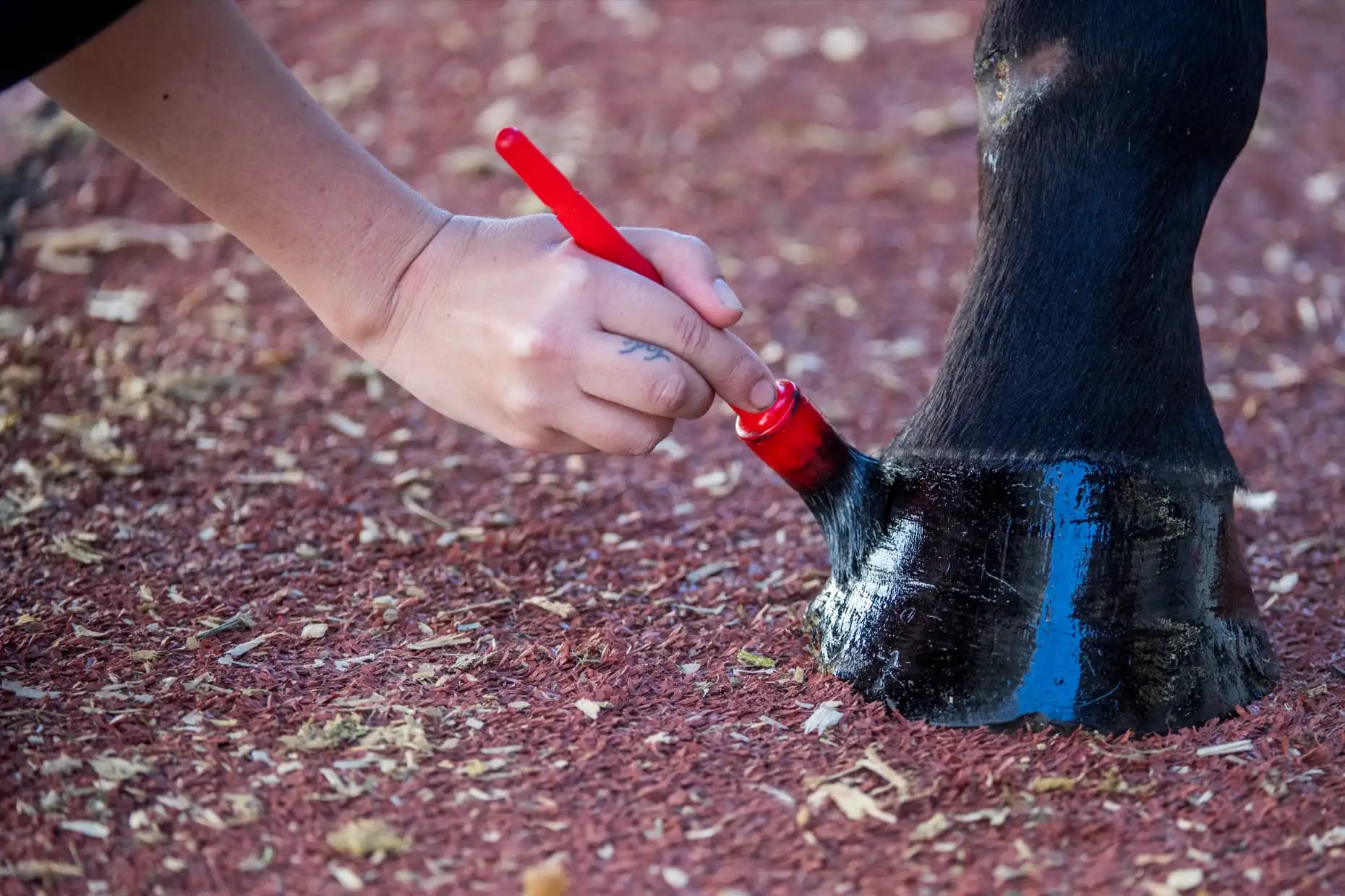 General, Hooves — equine fine art photograph by Sharon Lee Chapman