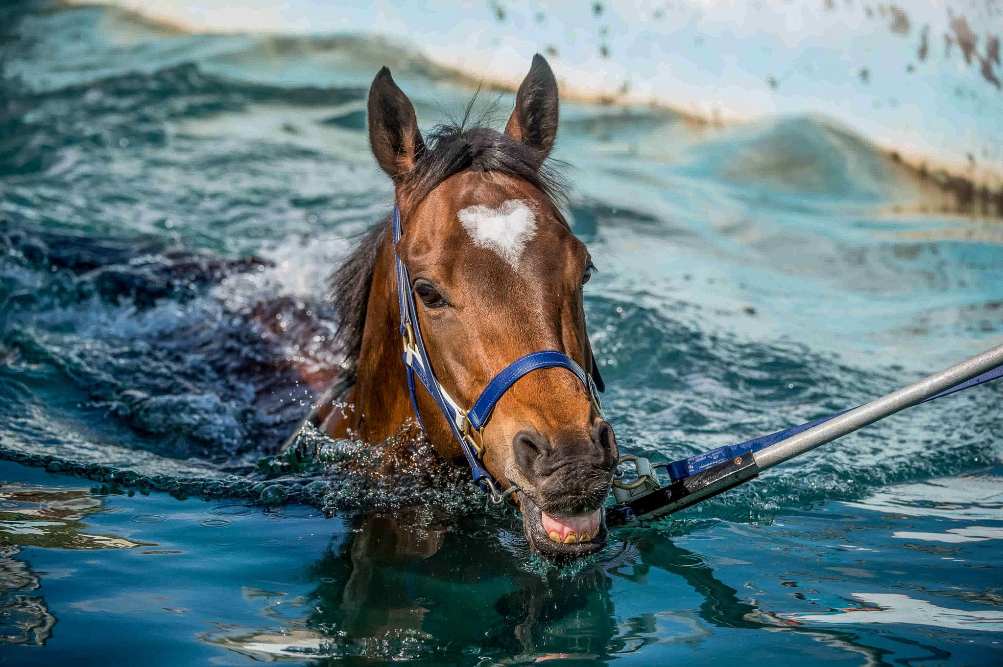 Caulfield, Trackwork, Pool, Lankan Rupee — Beach & Trackwork photograph by Sharon Lee Chapman