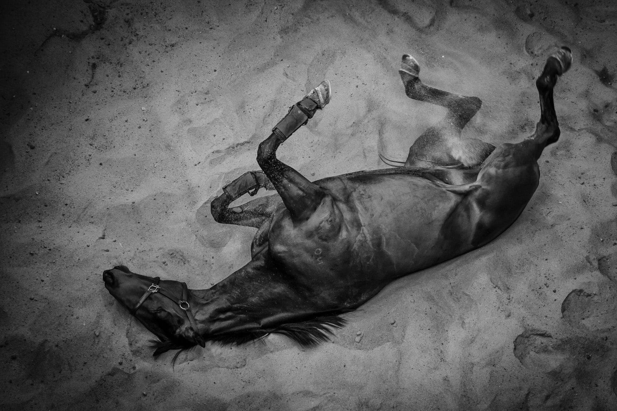 Cranbourne Trackwork — Beach & Trackwork photograph by Sharon Lee Chapman