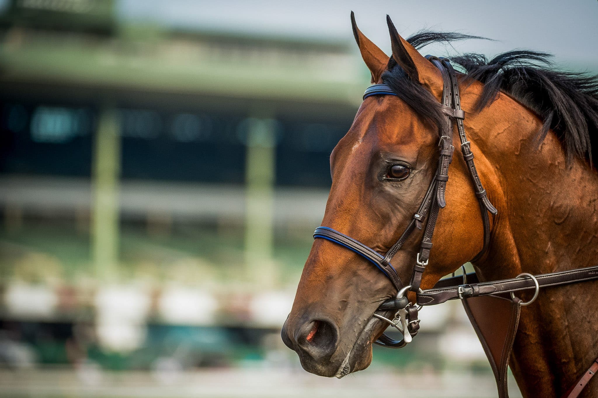 Monmouth Park, American Pharoah — Beach & Trackwork photograph by Sharon Lee Chapman