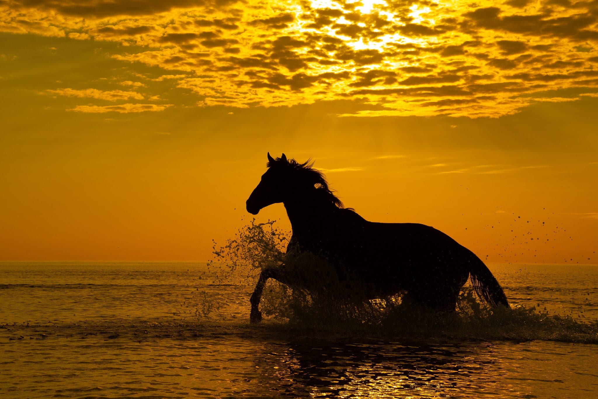 Pilbara Equestrian, Kate, Beach, Sunrise, Hearsons Cove — Beach & Trackwork photograph by Sharon Lee Chapman