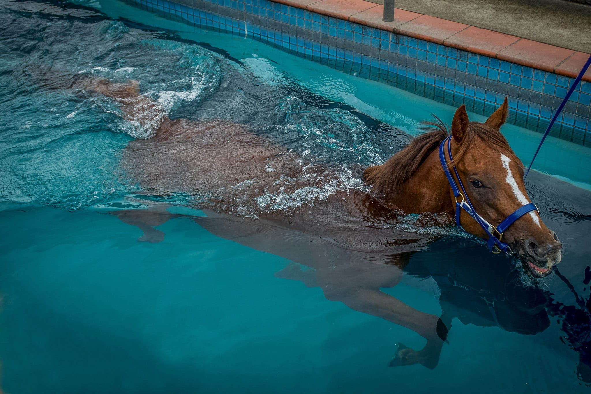 Rosehill, Pool, Extreme Choice — Beach & Trackwork photograph by Sharon Lee Chapman