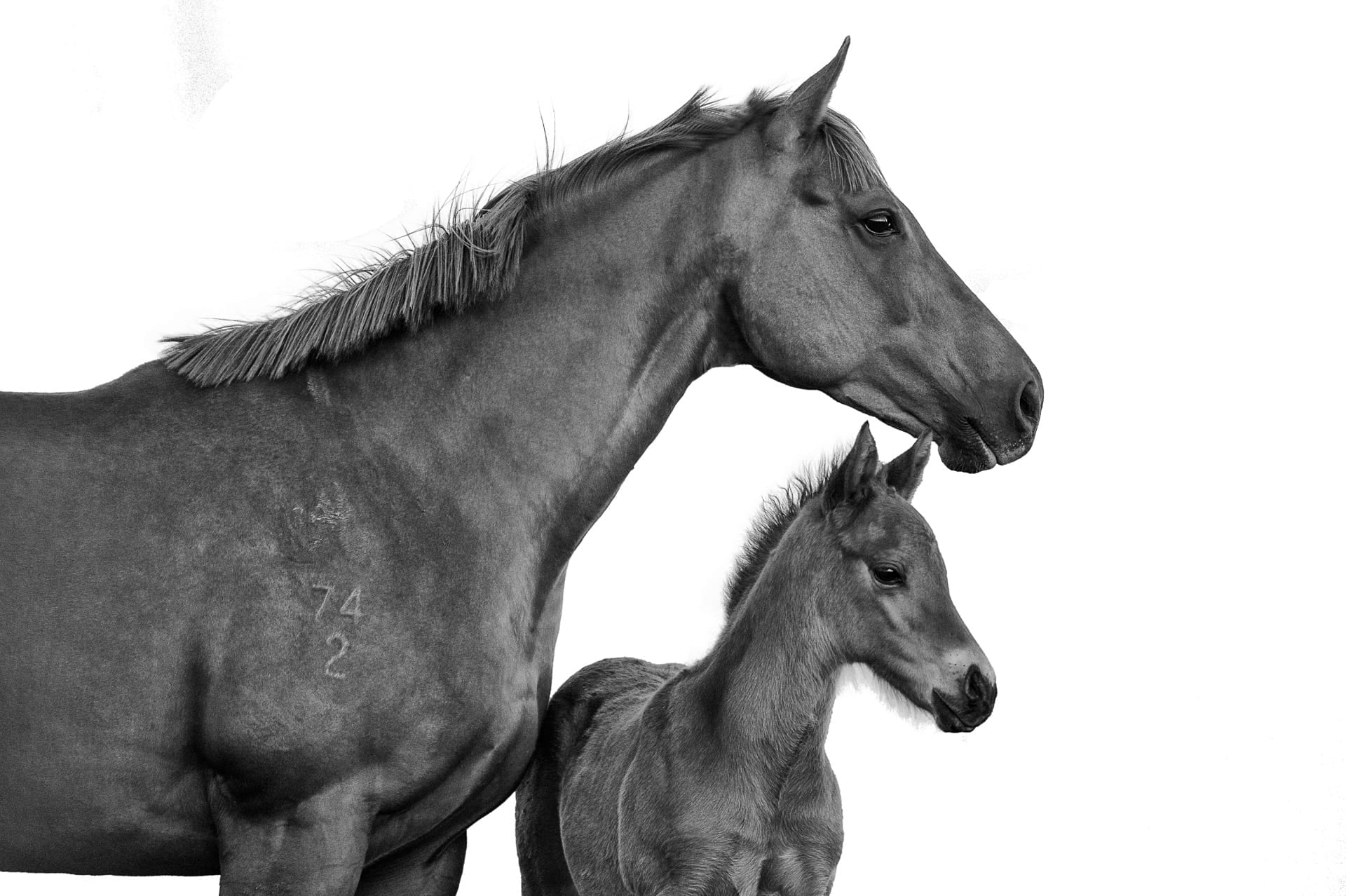 A Mare and Foal I — equine photograph by Sharon Lee Chapman