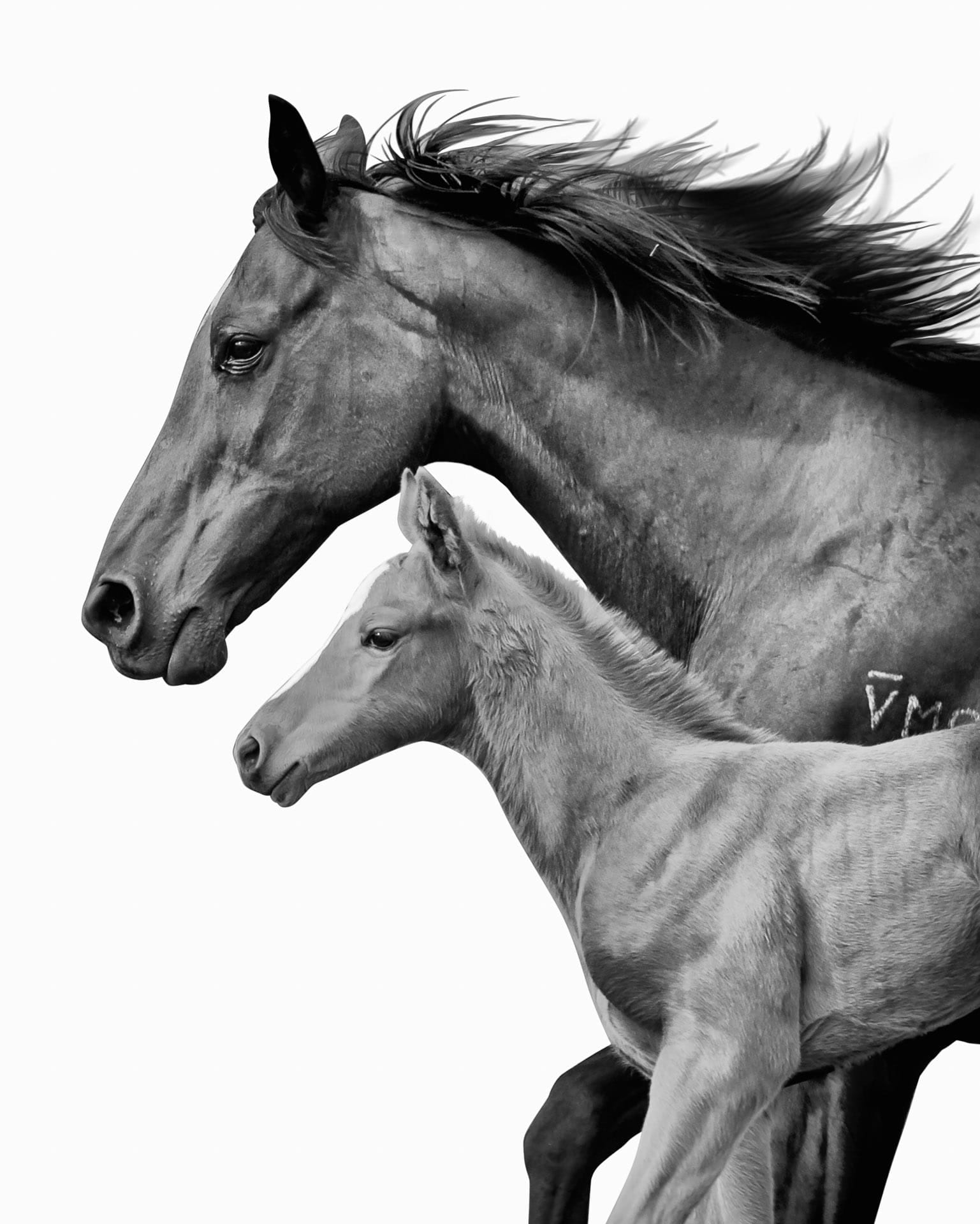 A Mare and Foal II — equine photograph by Sharon Lee Chapman